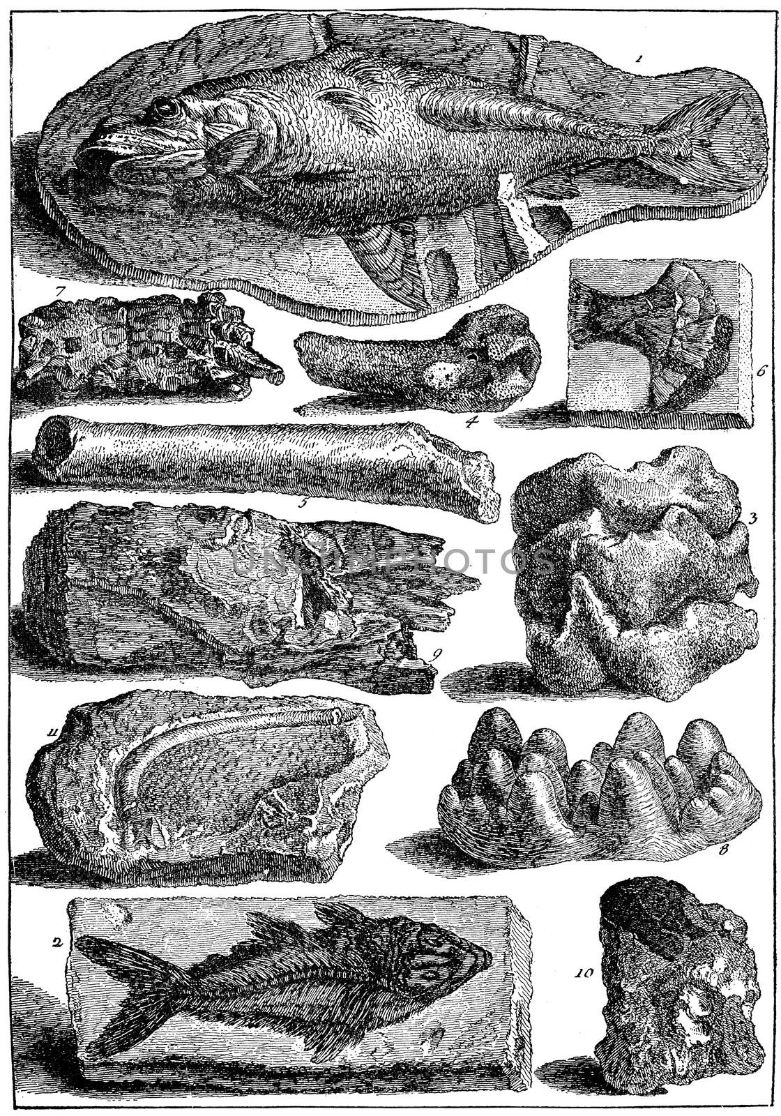 Fossil collections 1751, vintage engraved illustration. Earth before man – 1886.