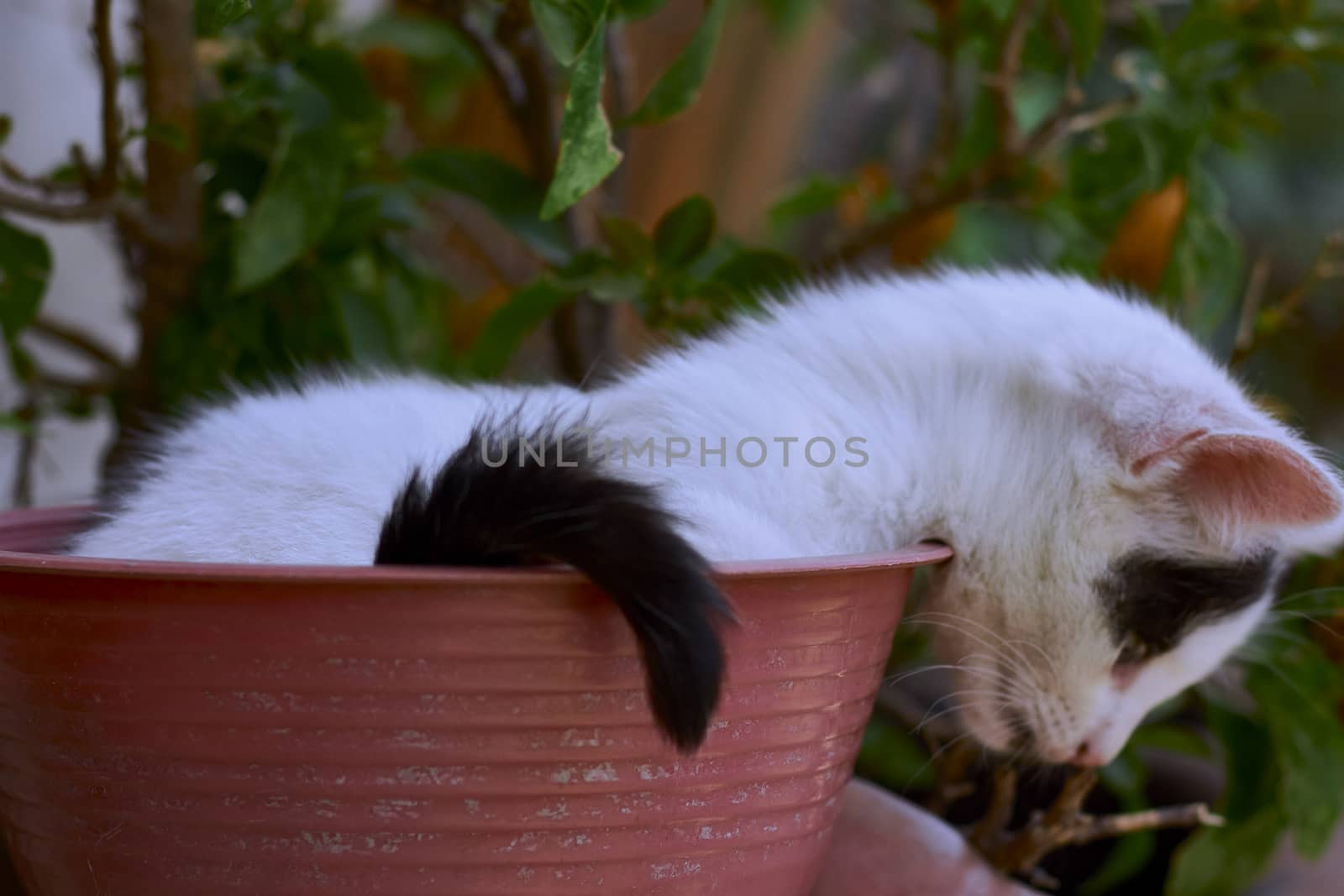 small black and white cat playing