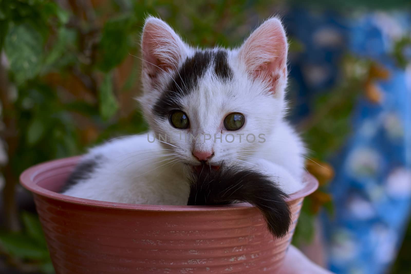 small black and white cat playing