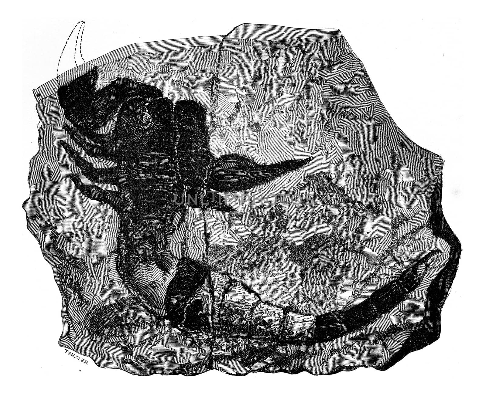 The oldest known land animal. Scorpion fossil found in 1884 in the Silurian, vintage engraved illustration. Earth before man – 1886.
