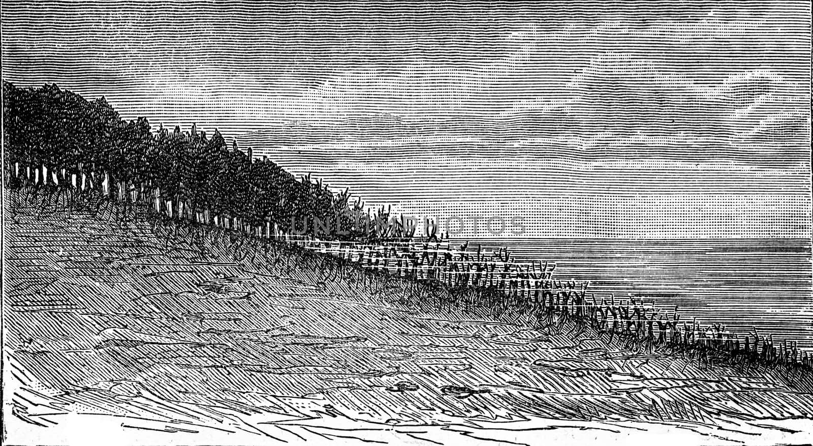 Forest being flooded on the shores of Sweden, vintage engraved illustration. Earth before man – 1886.

