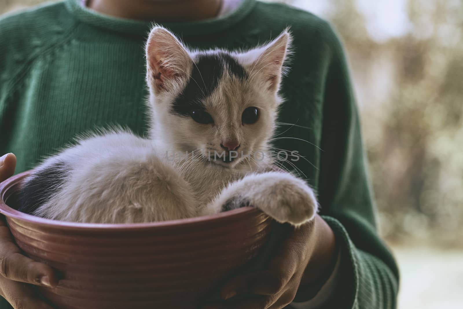 small black and white cat playing