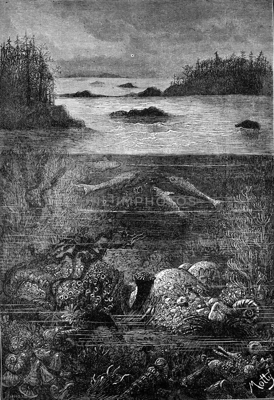 The main inhabitants of the land during the Devonian period. The world before the creation of man, vintage engraved illustration. Earth before man – 1886.
