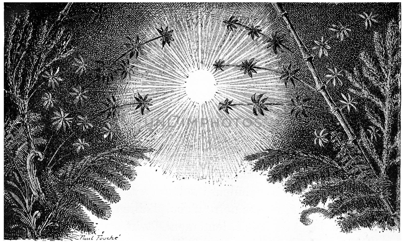 The Carboniferous period, vintage engraved illustration. Earth before man – 1886. 