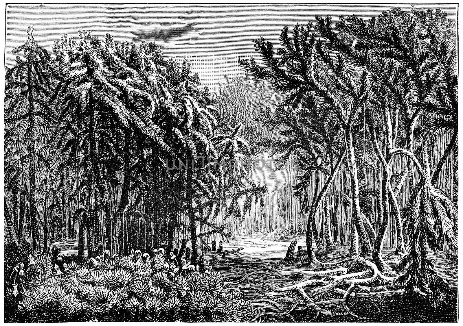 The first forests. Devonian period, vintage engraving. by Morphart