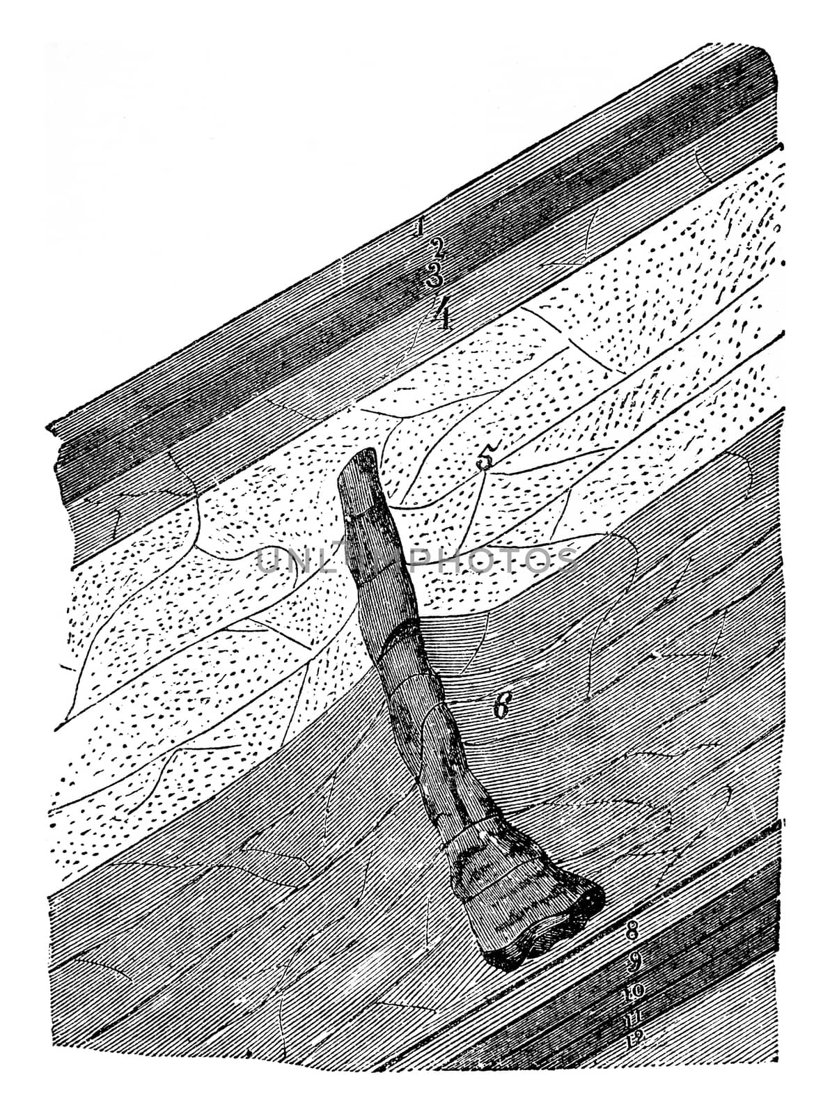 Fossil trees has found 217 meters deep (Anzin mines), vintage engraved illustration. History of France – 1885.
