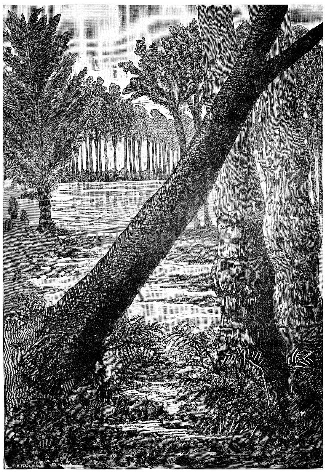 The giant trees of the Carboniferous period. Sigillaires, lepidodendrons ferns, vintage engraved illustration. Earth before man – 1886.