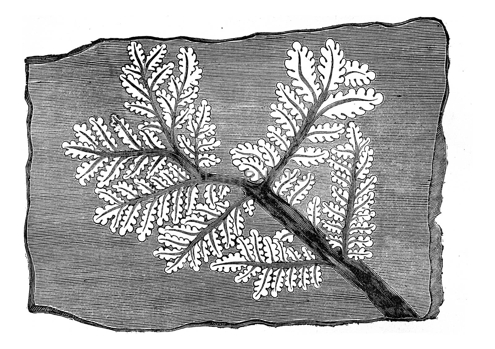 Trace fossil fern, vintage engraving. by Morphart