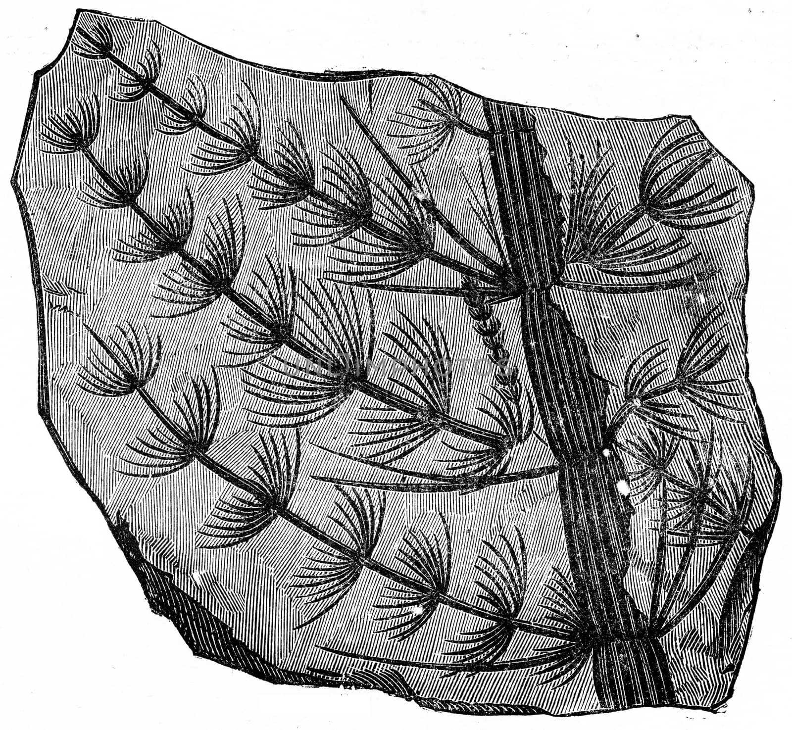 Fossil branch astrophyllite equisetisformis, vintage engraved illustration. Earth before man – 1886.