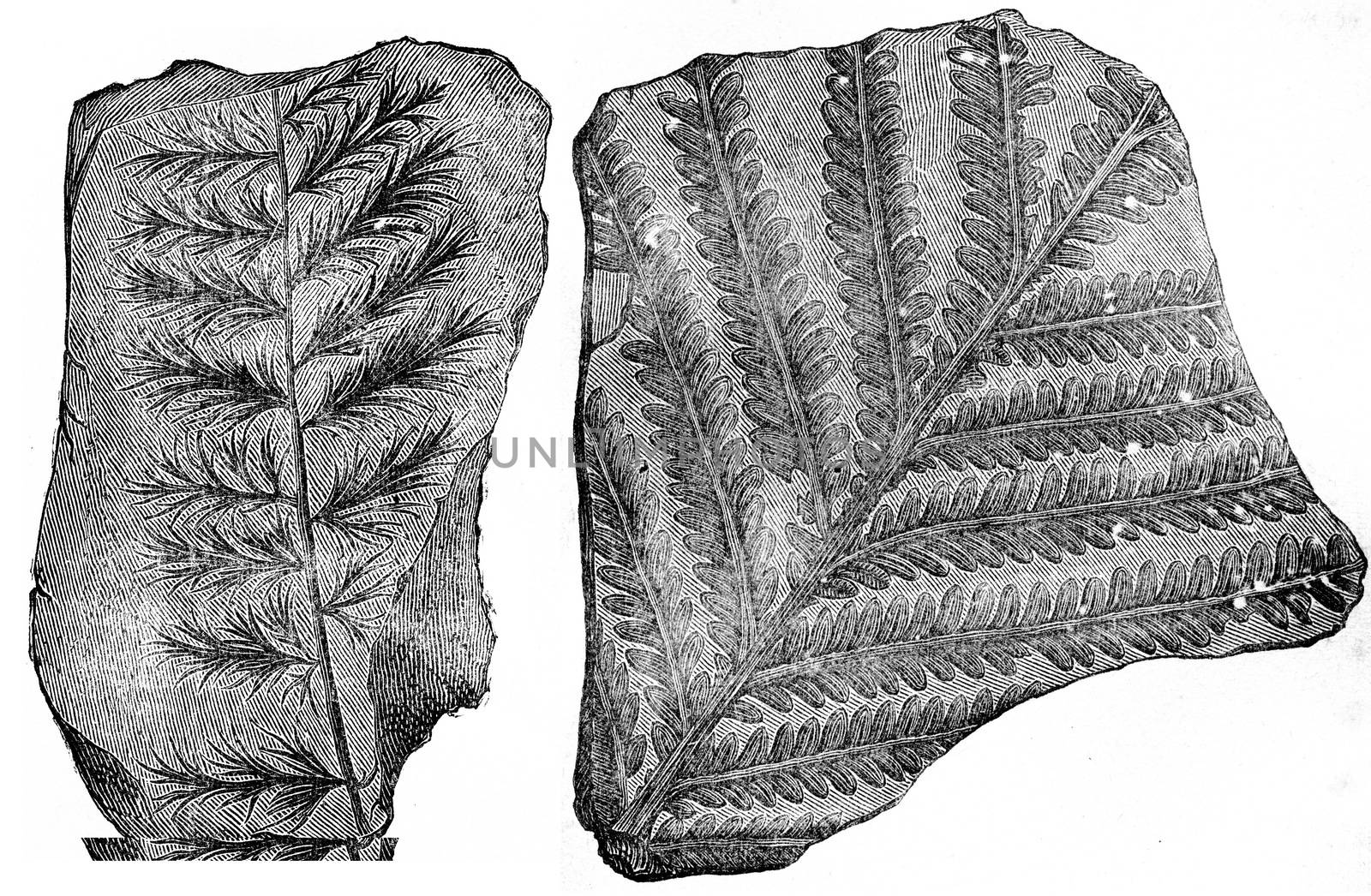 Palm fossil ferns, vintage engraving. by Morphart