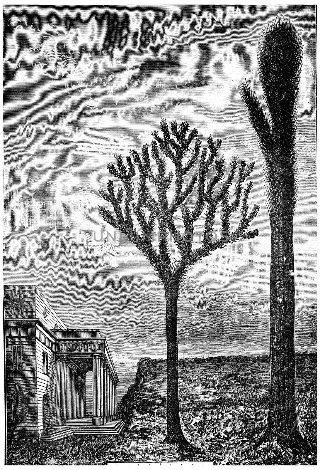 Resurrected today, these giant trees will make a strange figure, vintage engraved illustration. Earth before man – 1886.