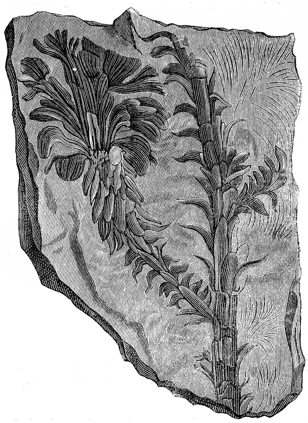 Voltzia heterophylla, Plants of the Triassic period, vintage engraved illustration. Earth before man – 1886.