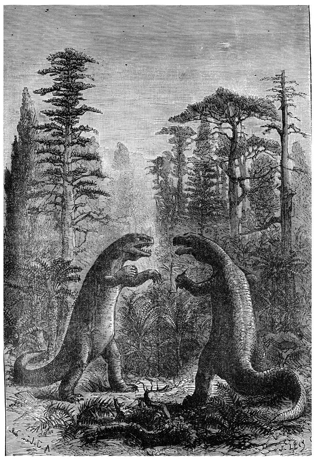 Iguanodon and Megalosaurus in a forest of ferns, cycads and conifers, vintage engraved illustration. Earth before man – 1886.