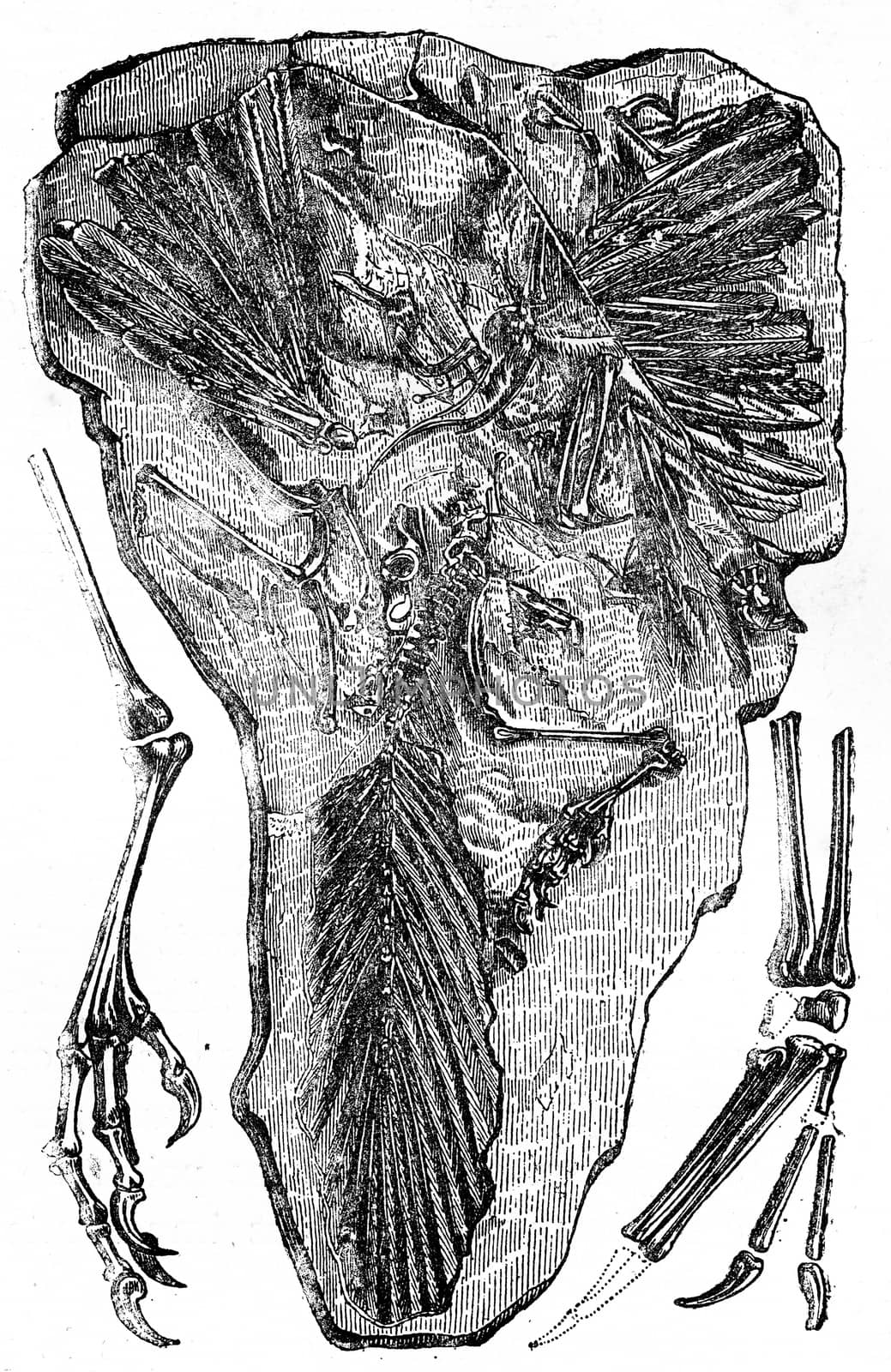 Fossils of Archaeopteryx found in Jurassic Solnhofen (Bavaria),  by Morphart