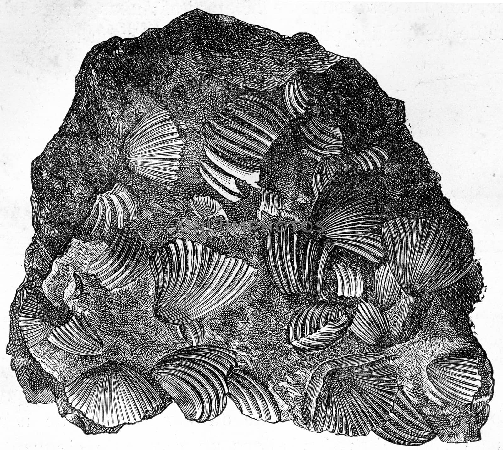 Frame fragment consisting only of rhynchonelle agglomerated, vintage engraved illustration. Earth before man – 1886.