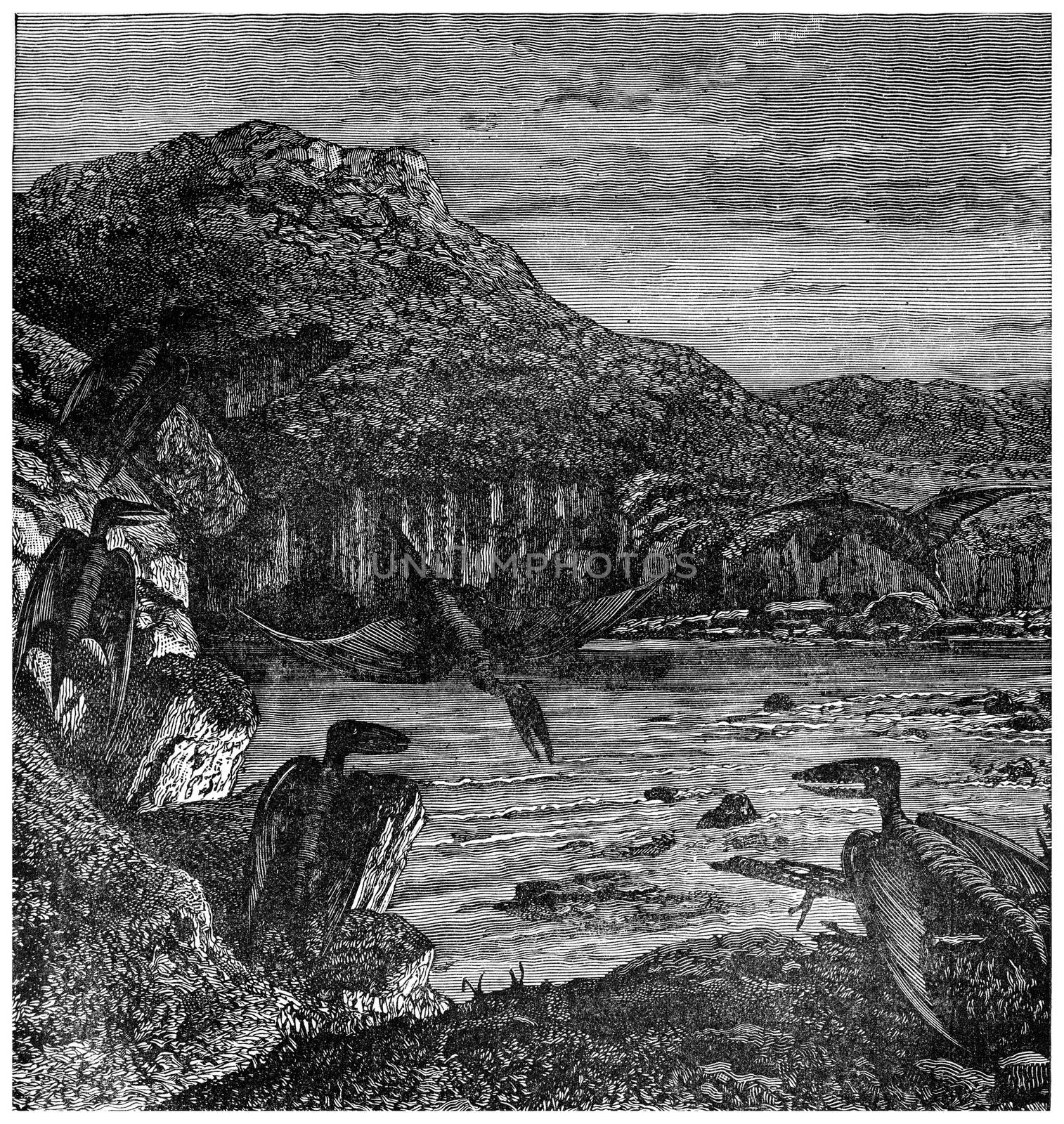 Pterodactyls, vintage engraved illustration. Earth before man – 1886.