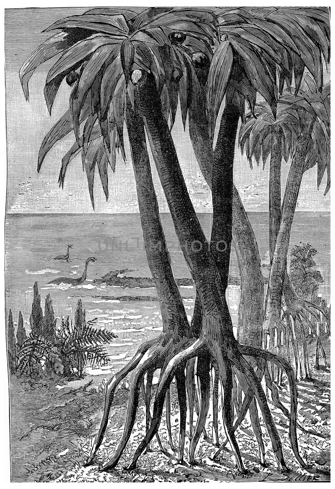 At the edge of the sea during the Jurassic period, vintage engraved illustration. Earth before man – 1886.
