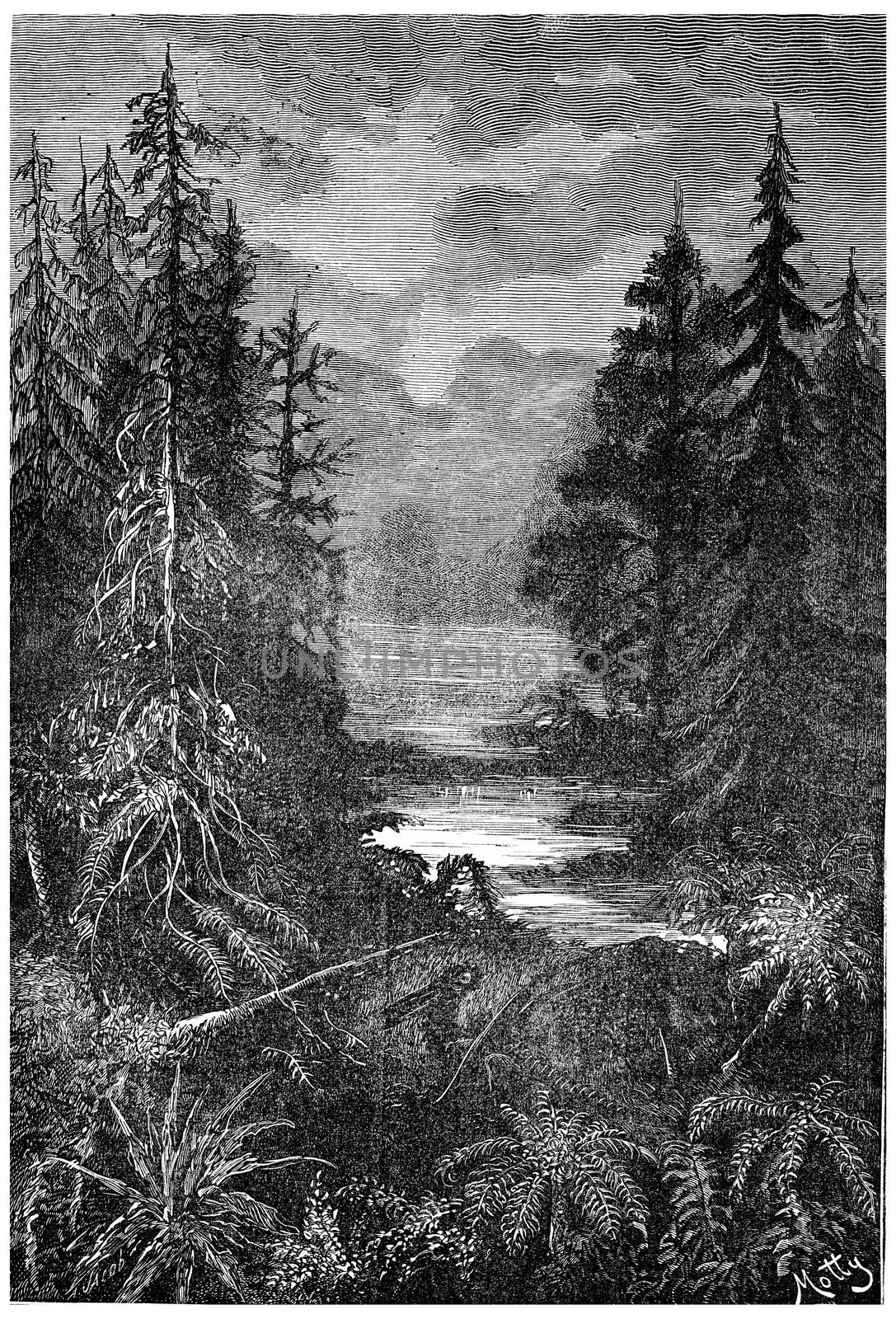 A forest in the early centuries of the Cretaceous Period, vintage engraved illustration. Earth before man – 1886.