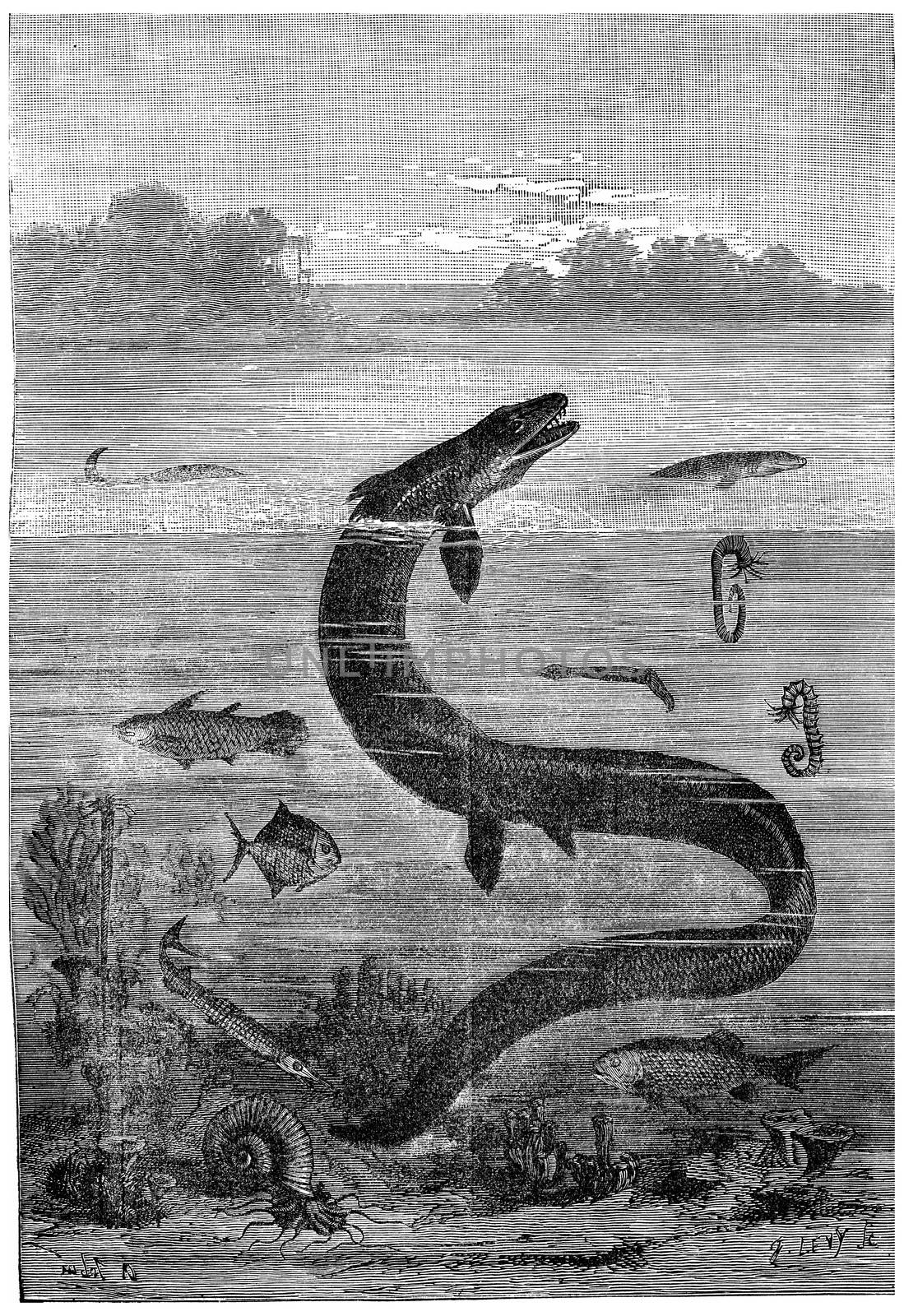 Paris region during the Cretaceous sea, End of the reign of the great mosasaur, vintage engraved illustration. Earth before man – 1886.
