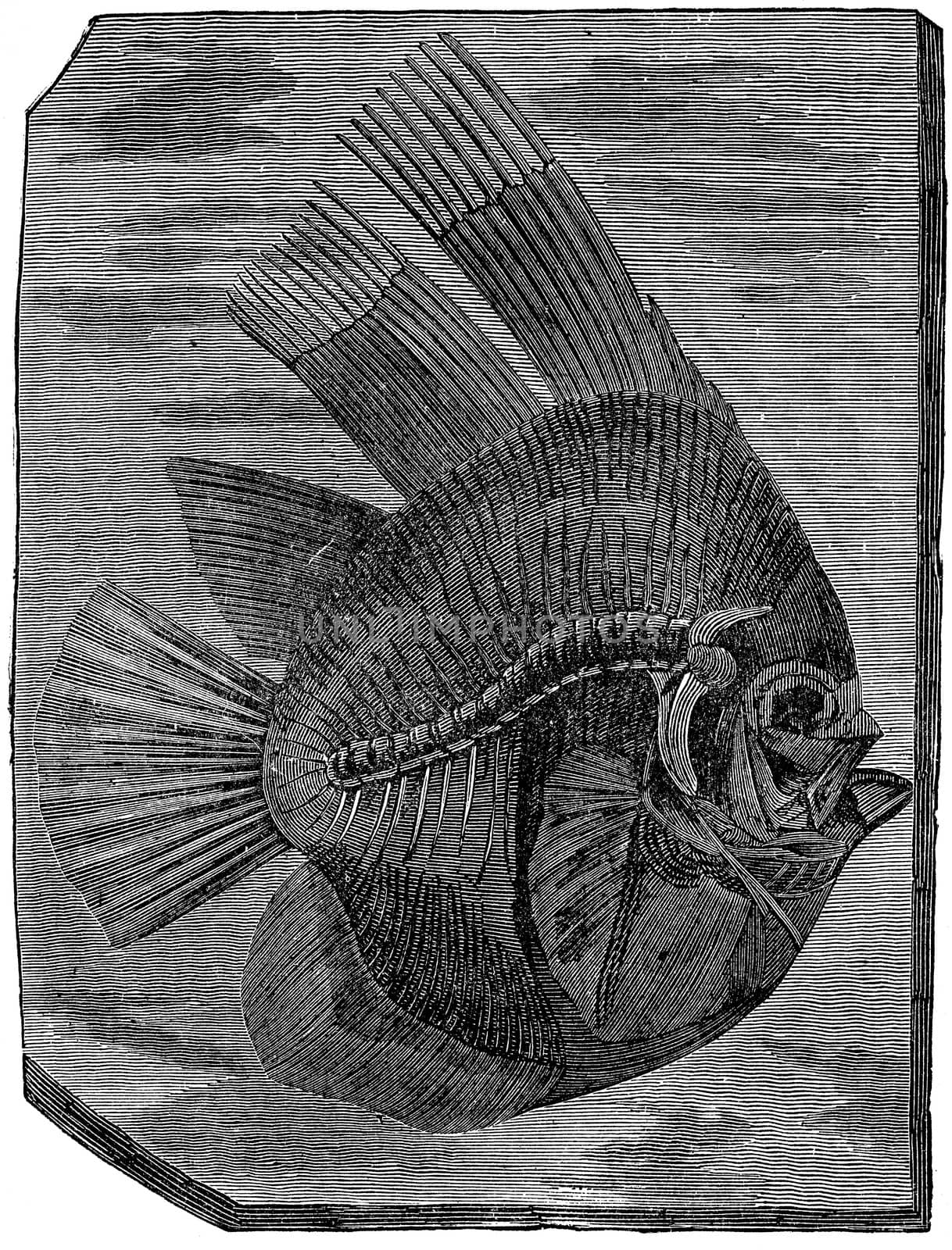 Batfish altissimus, The fish of the Eocene period, vintage engra by Morphart