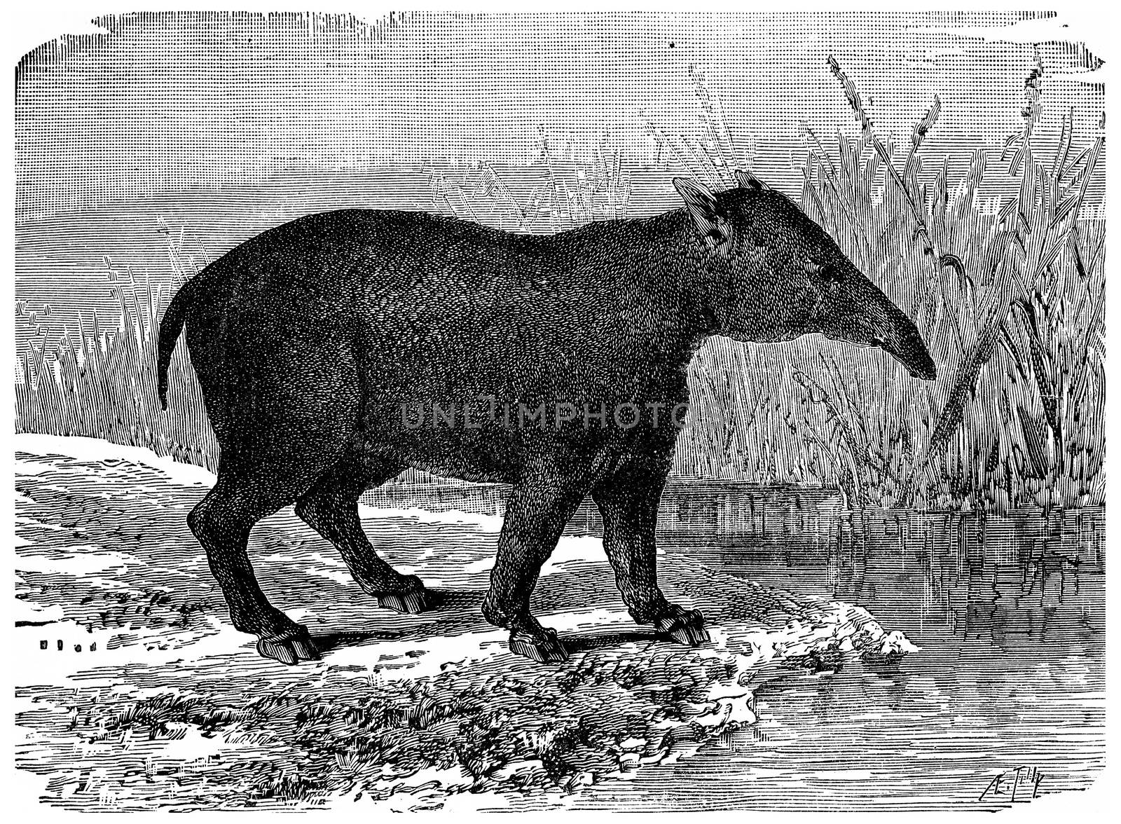 The great Paleotherium, mammal pachyderm of the Eocene period, vintage engraved illustration. Earth before man – 1886.
