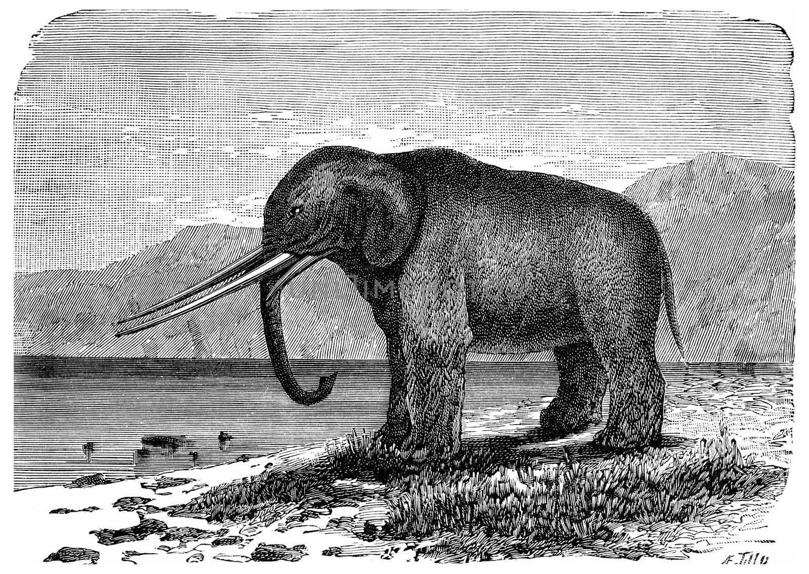 Mastodon. Precursor of the elephant. Miocene period, vintage eng by Morphart