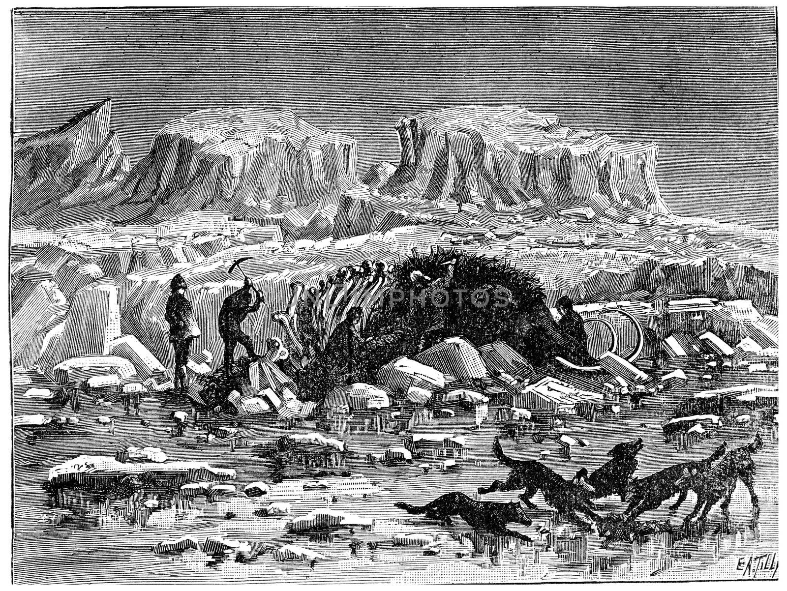 Mammoth found in the ice of Siberia, with its meat and skin, vintage engraved illustration. Earth before man – 1886.