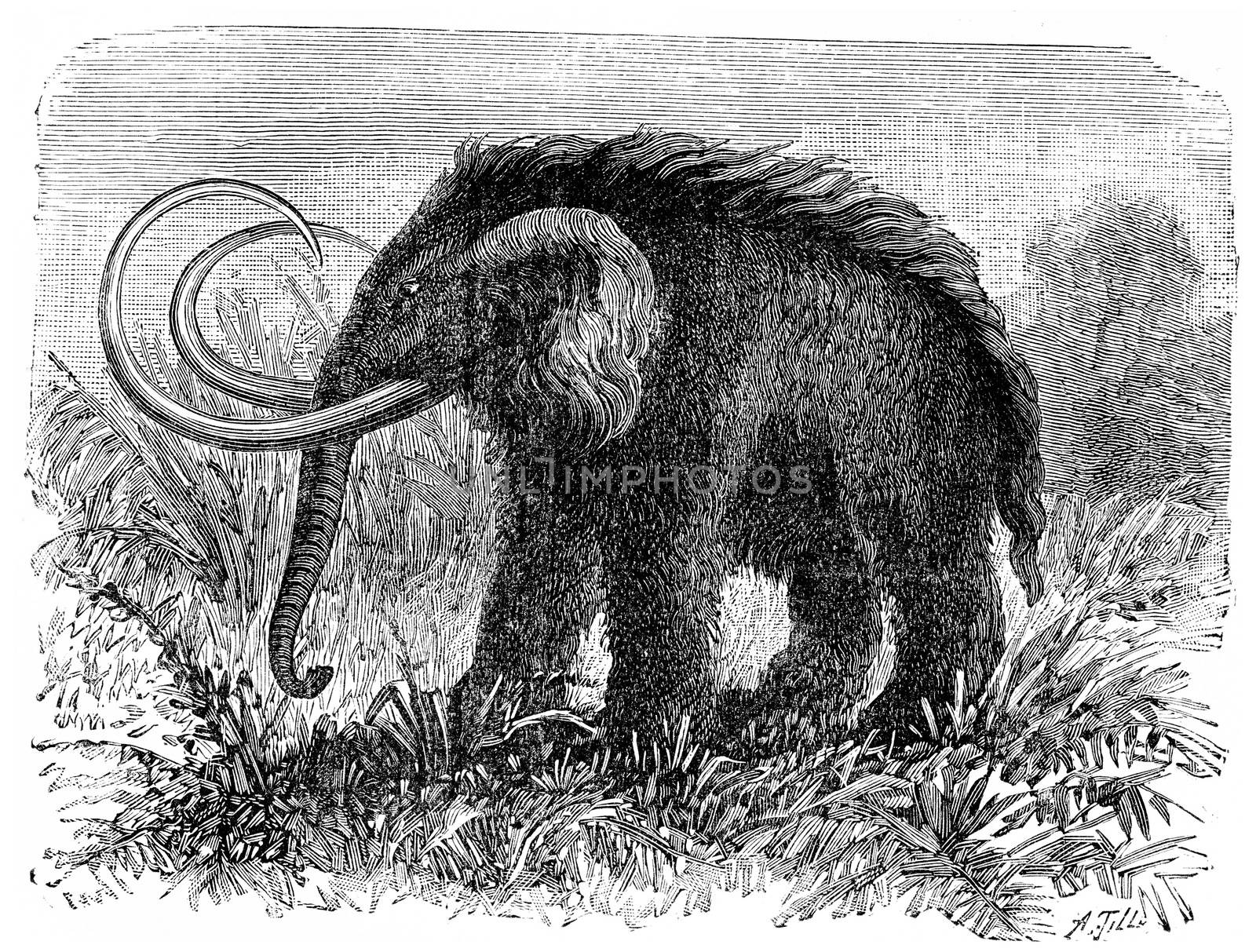 The mammoth, Elephas primigenius, vintage engraved illustration. Earth before man – 1886.