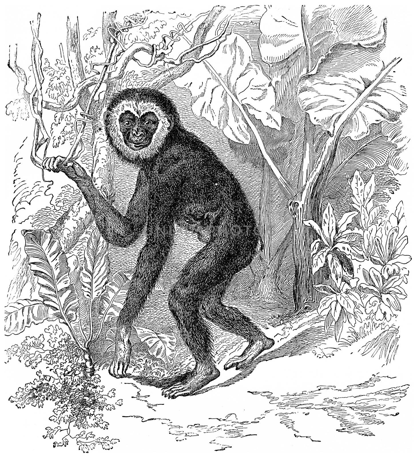 Gibbon, vintage engraved illustration. Earth before man – 1886.