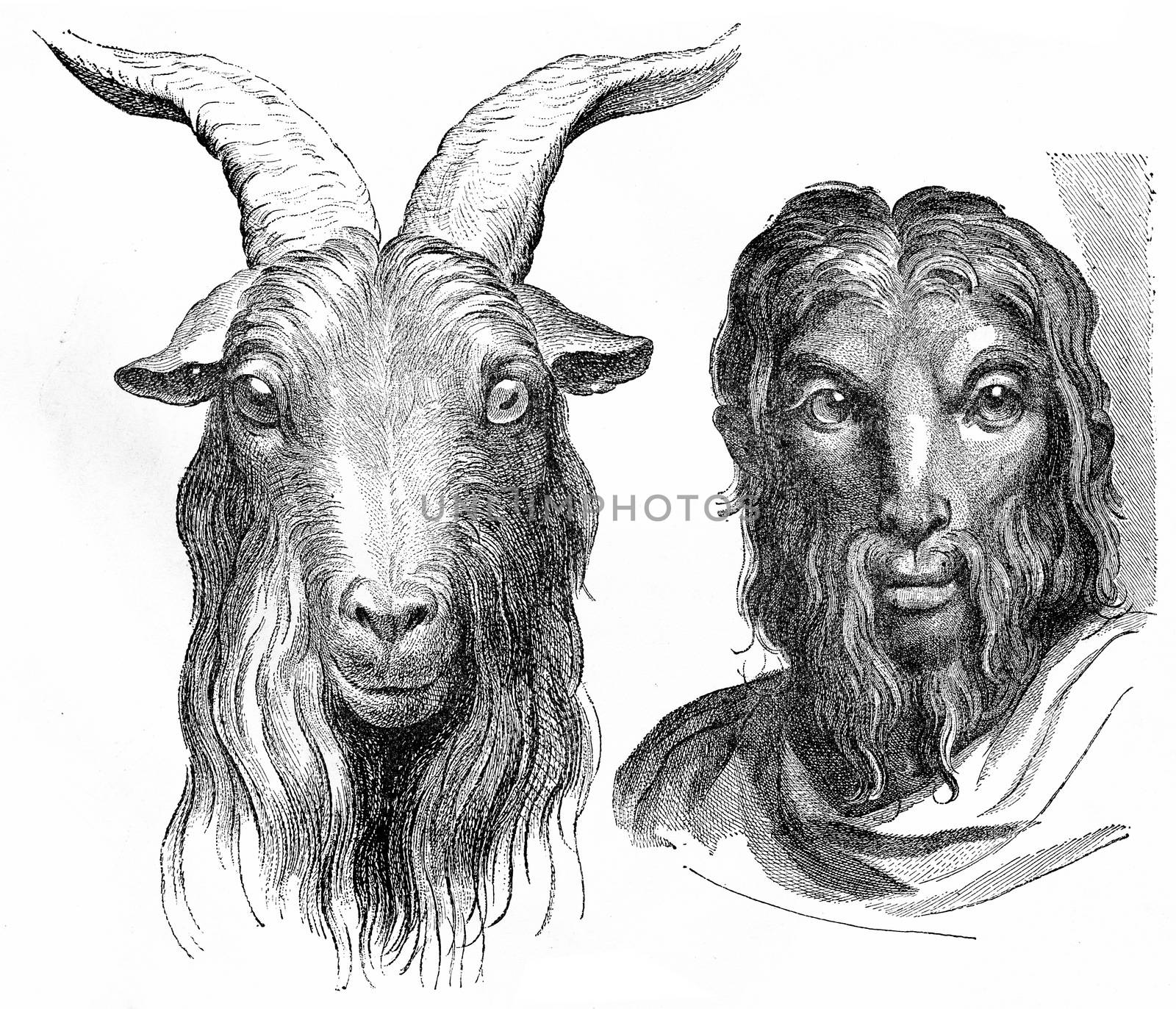 Goat, vintage engraving. by Morphart