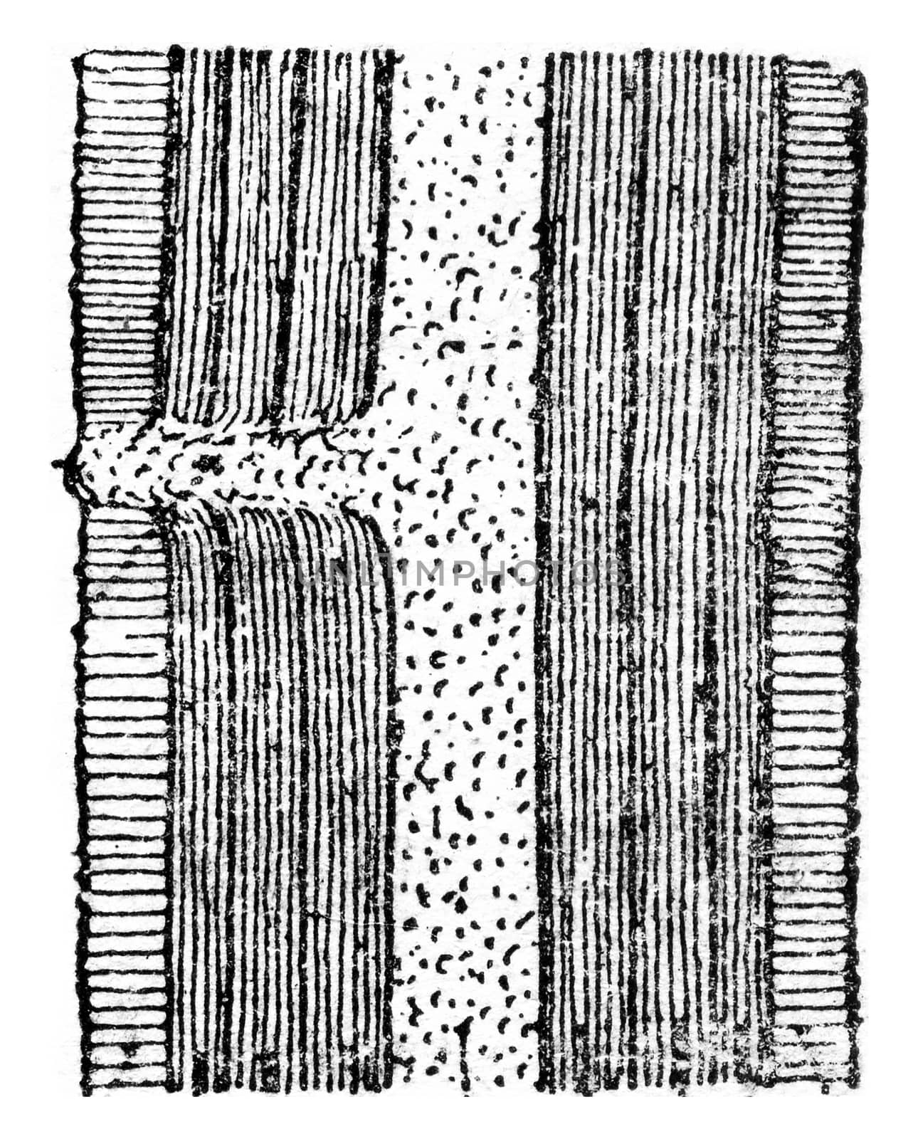 Schematic longitudinal section showing a dormant bud, vintage engraved illustration.
