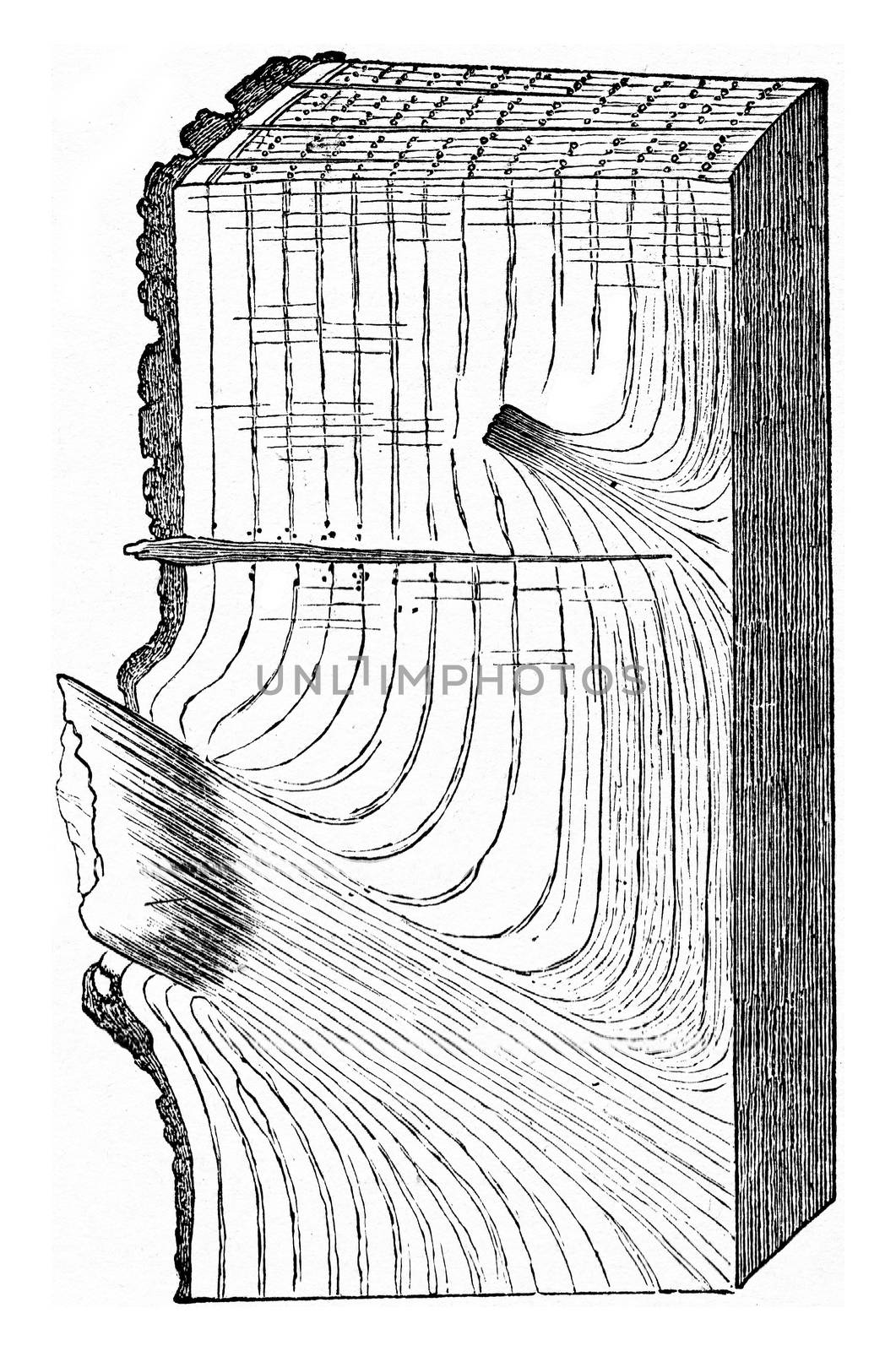 State of a portion of Oak tron after falling branches, effected  by Morphart