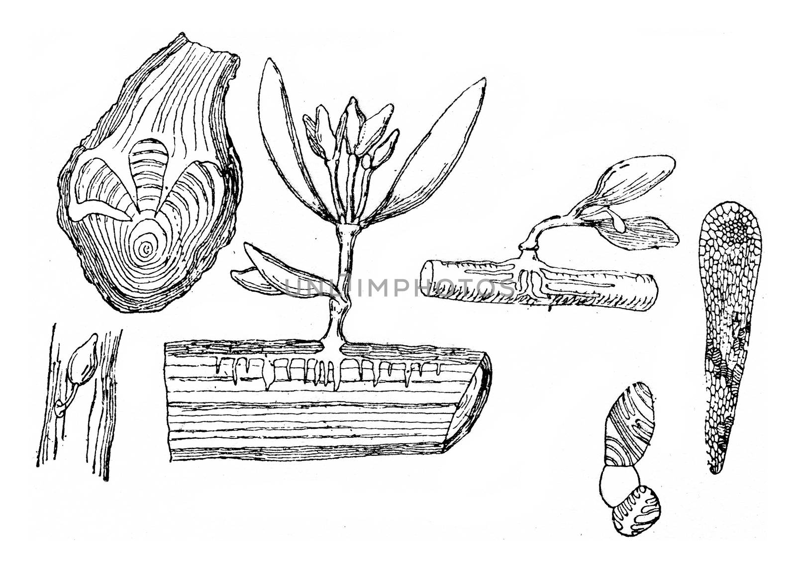 A year fixed of mistletoe on a tree branch, vintage engraving. by Morphart