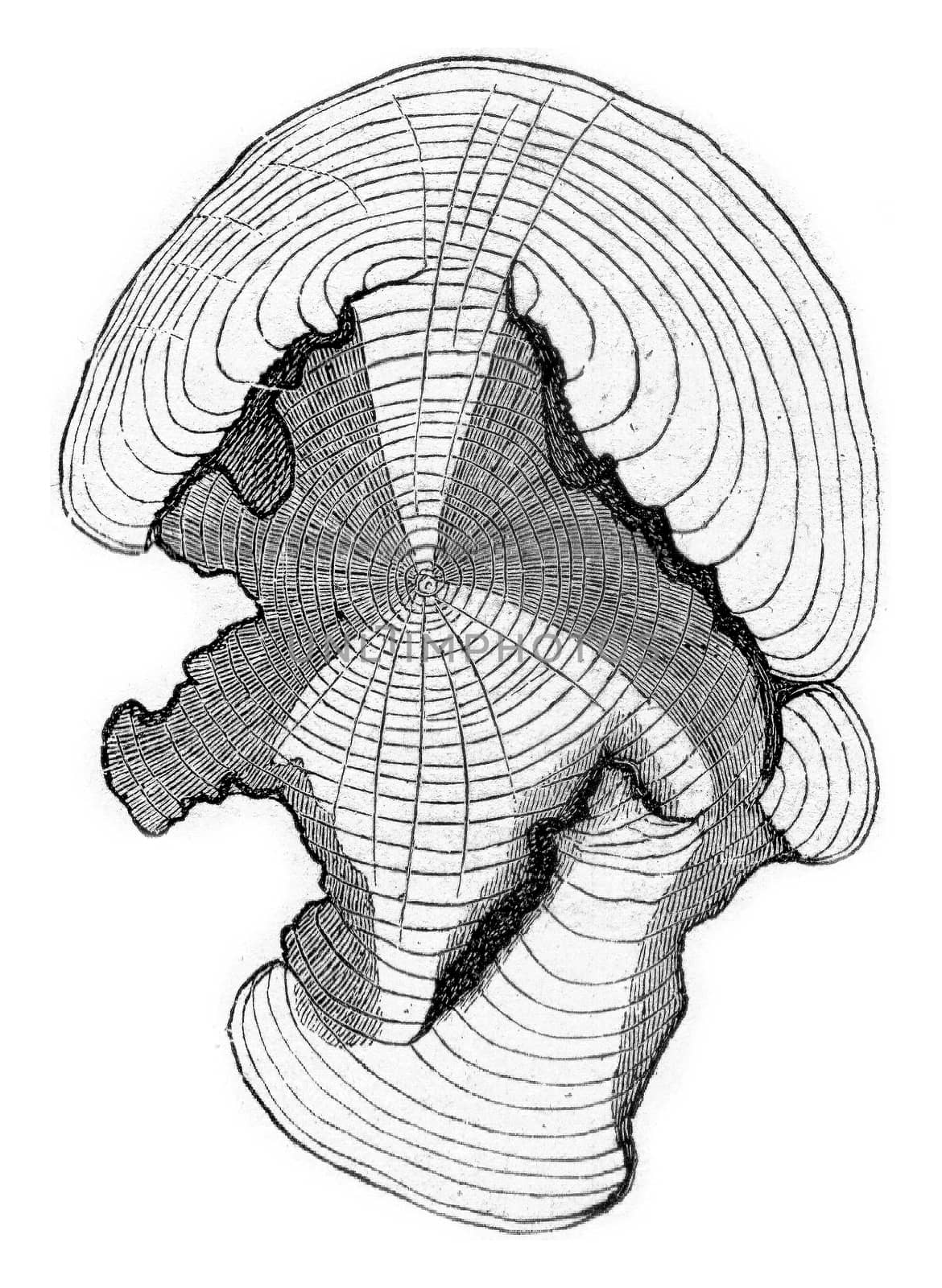 Cross-section at the stem shown in fig, previous, vintage engrav by Morphart