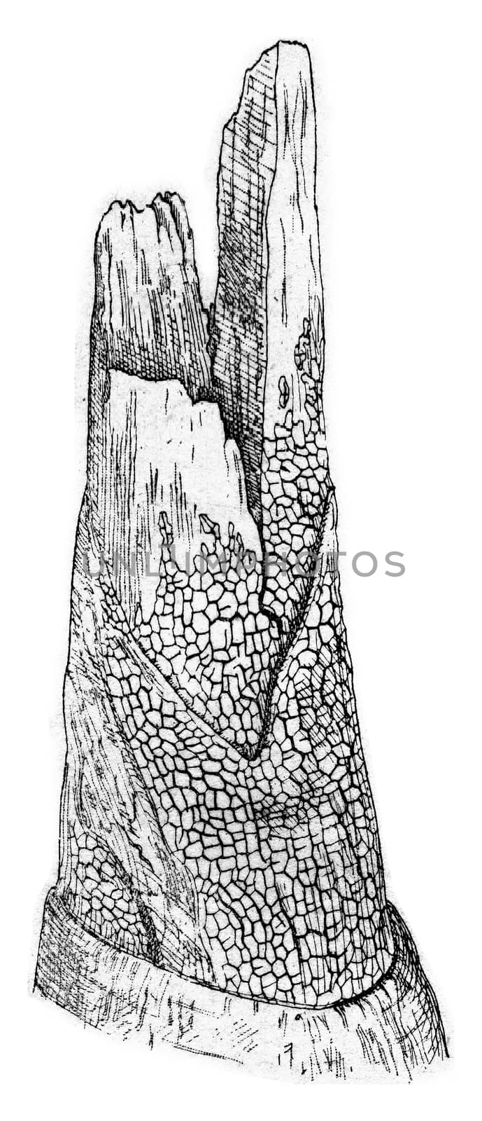 Stereum frustulosum, vintage engraving. by Morphart