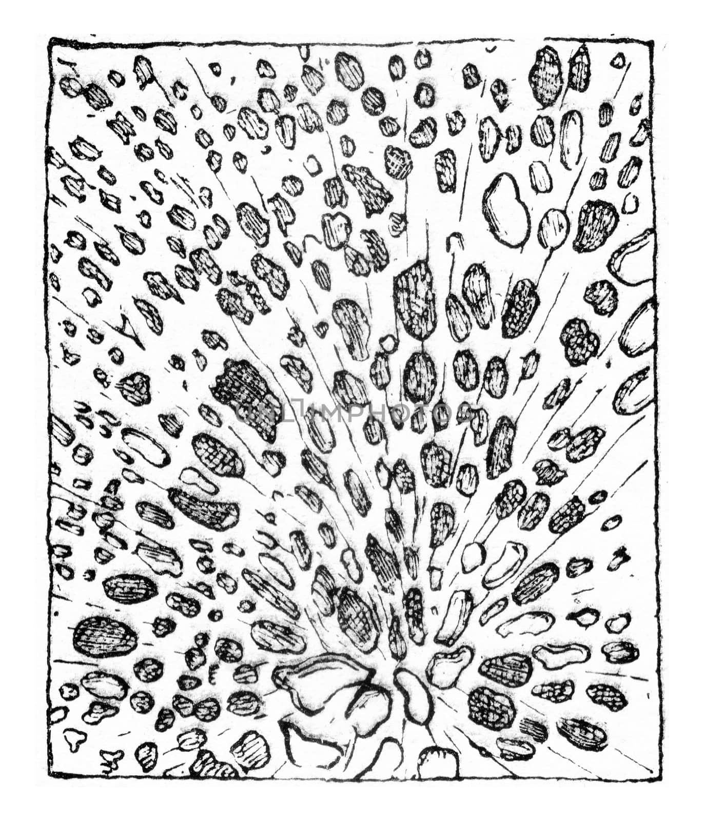 Cross section of wood, corroded by Stereum frustulosum, vintage  by Morphart