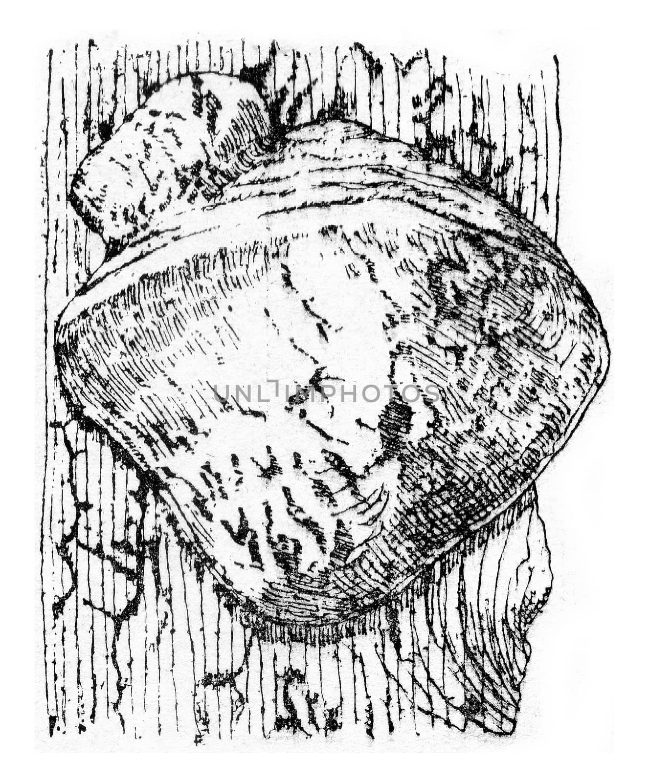 Unit of fruiting Polyporus hartigii, vintage engraving. by Morphart