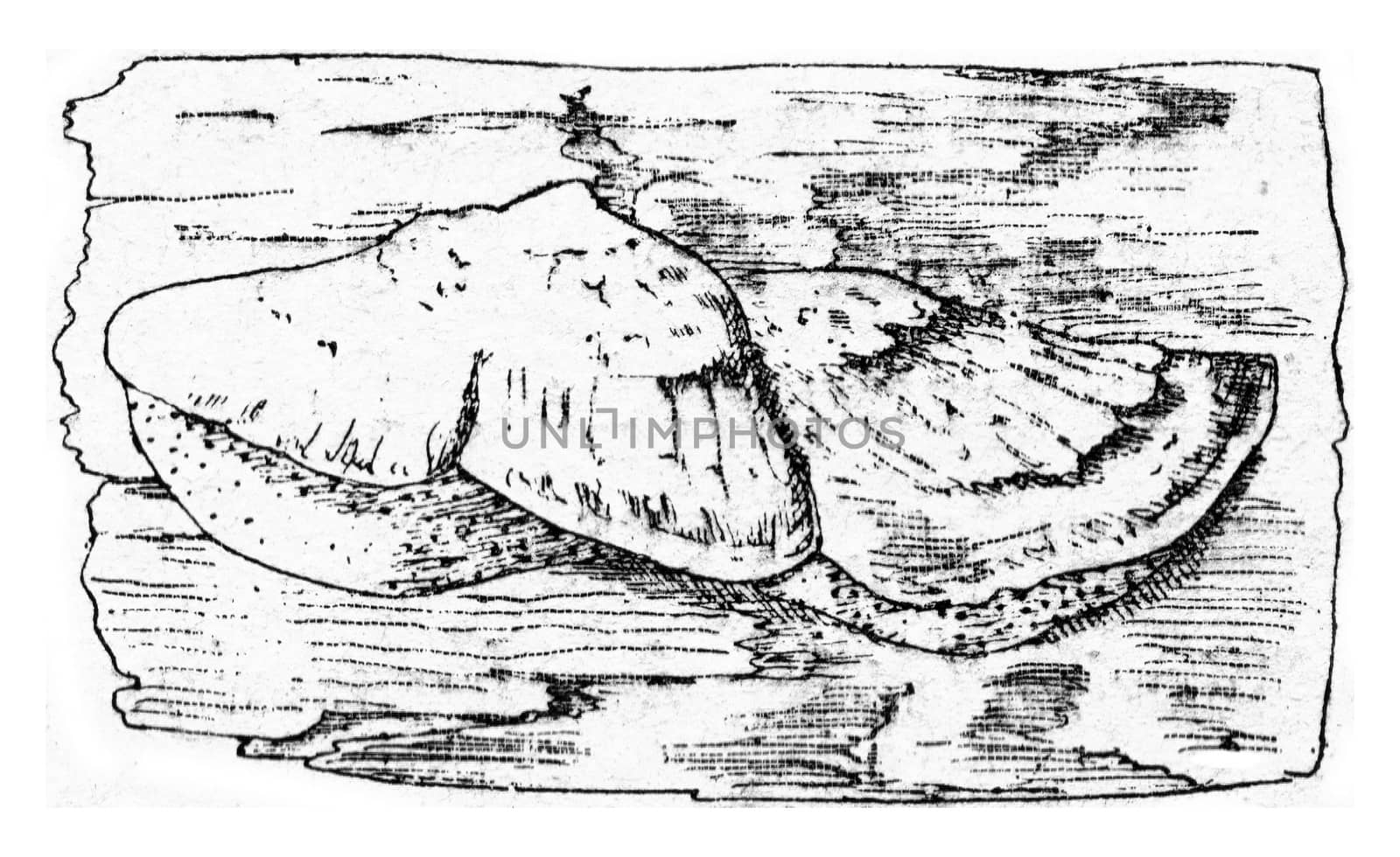 Unit of fruiting Polyporus borealis, vintage engraved illustration.
