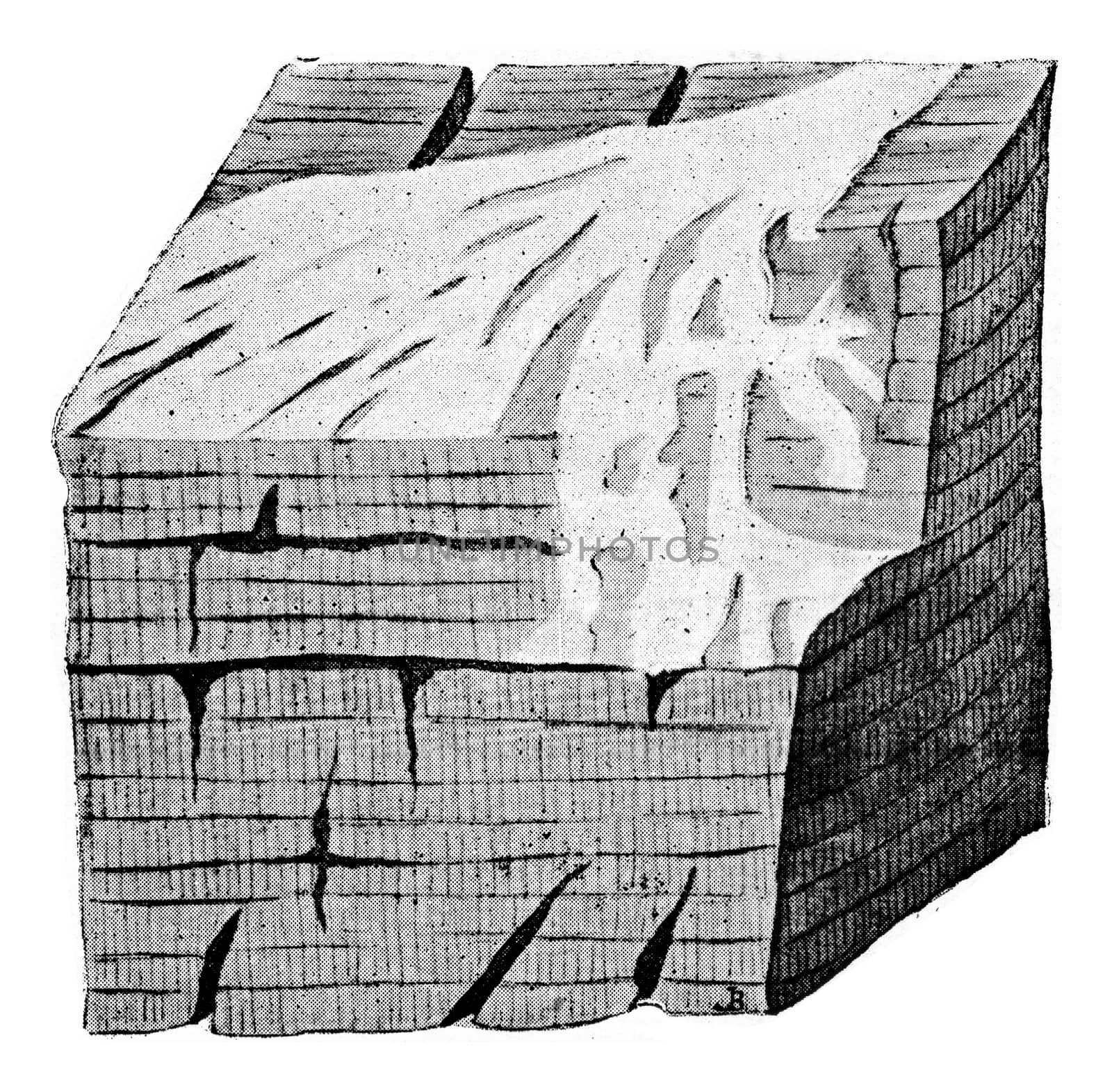 Wood invaded by the mycelium of Polyporus vaporarius, vintage engraved illustration.

