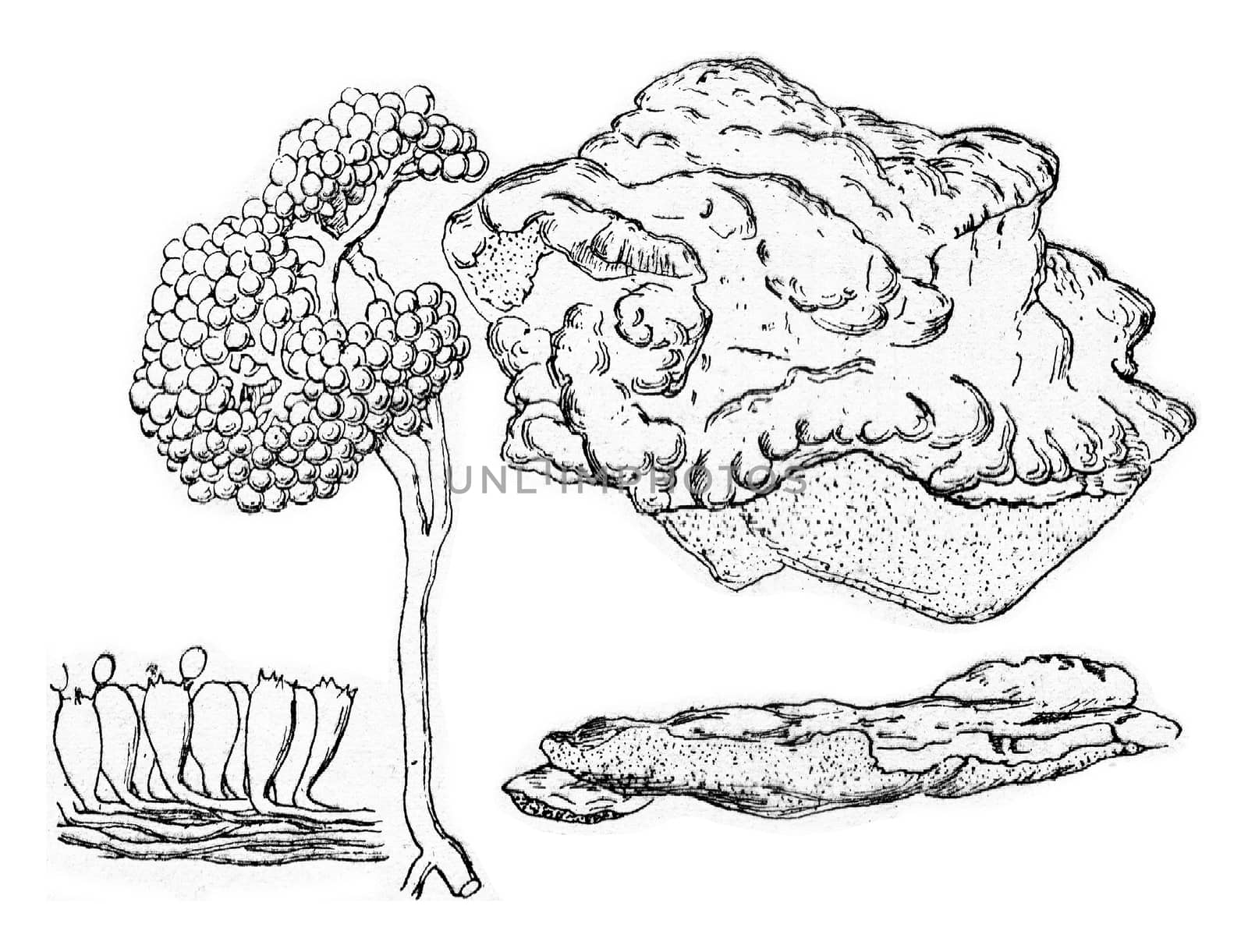 Polyporus sulphereus, vintage engraving. by Morphart