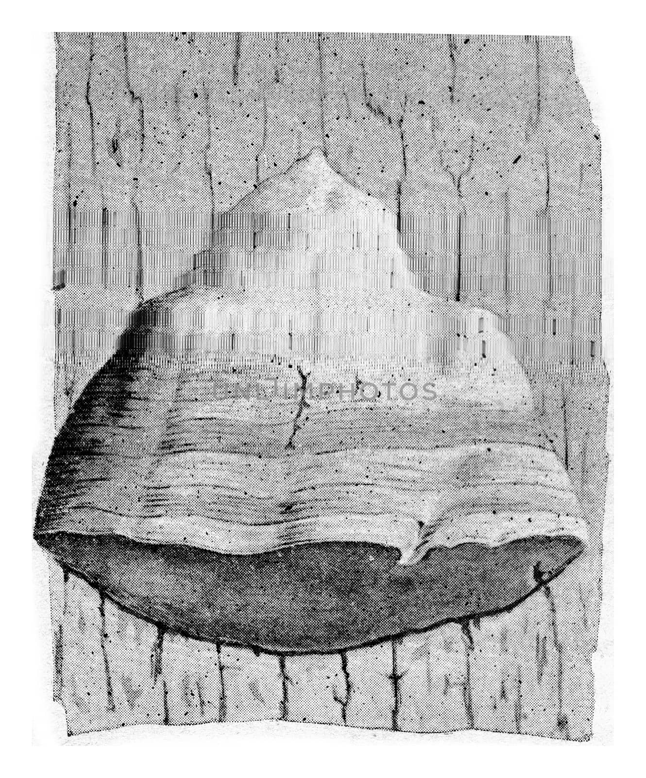 Polyporus fomentarius, vintage engraved illustration.
