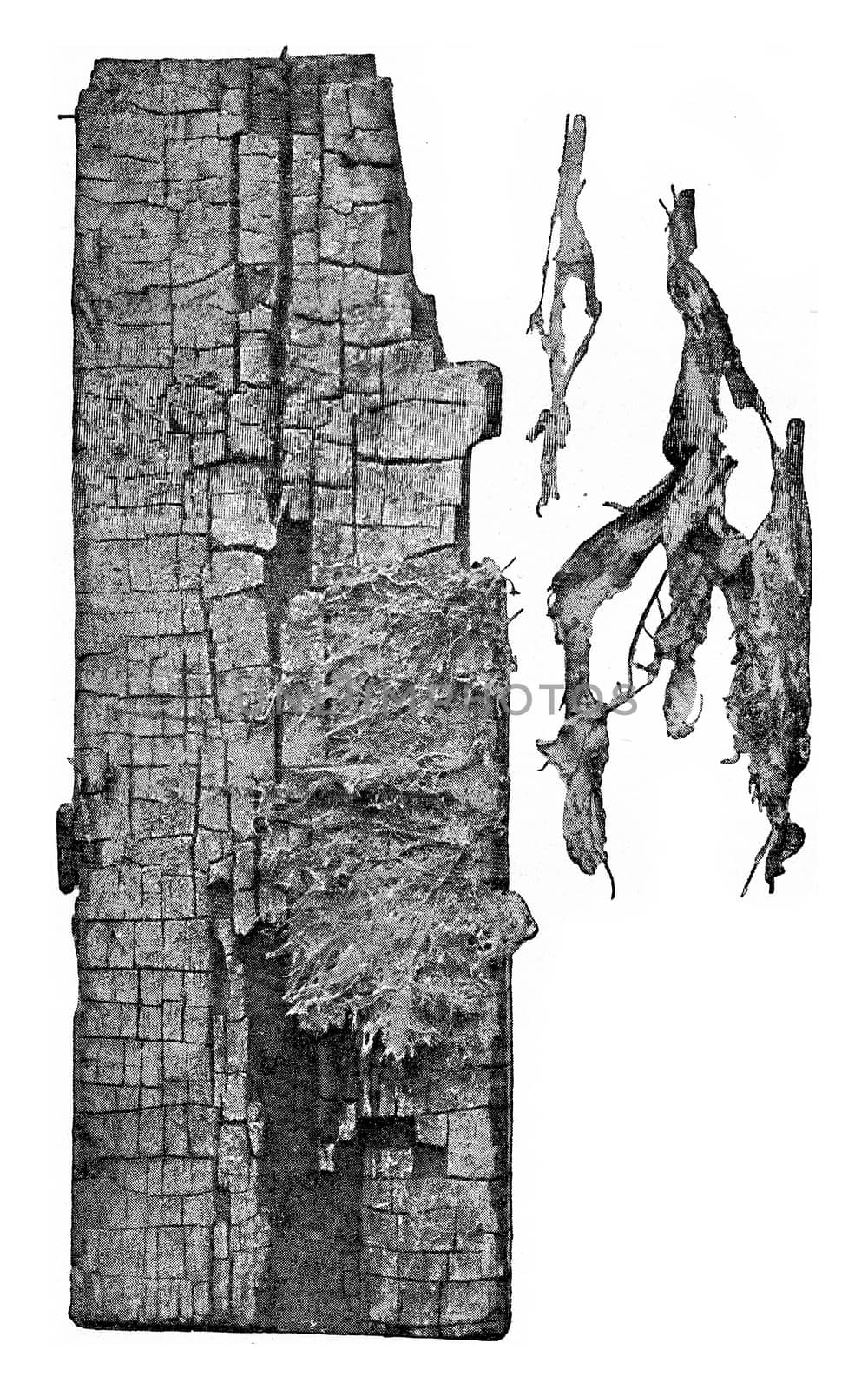 Wood attack by Merulius, vintage engraving. by Morphart