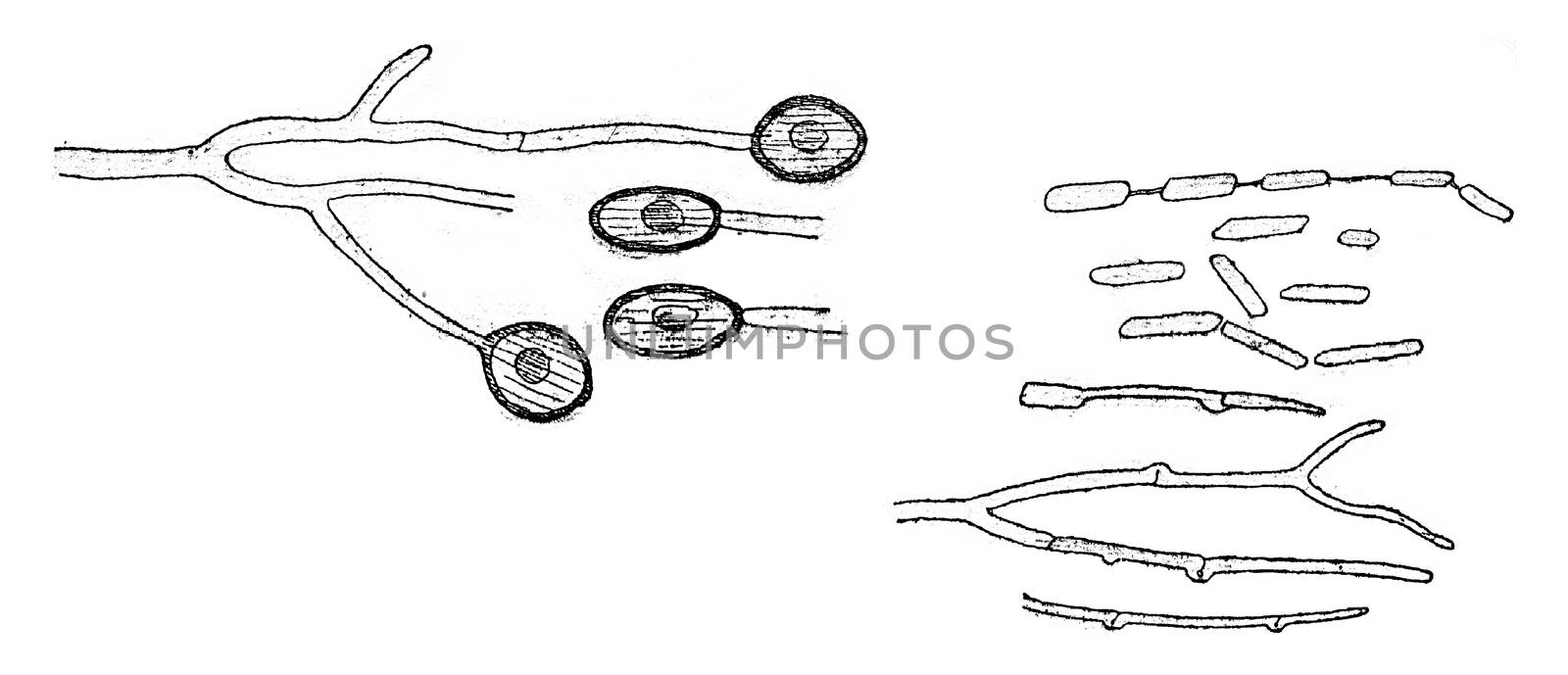 Conidia form, Chlamydospores and germination, vintage engraved illustration.
