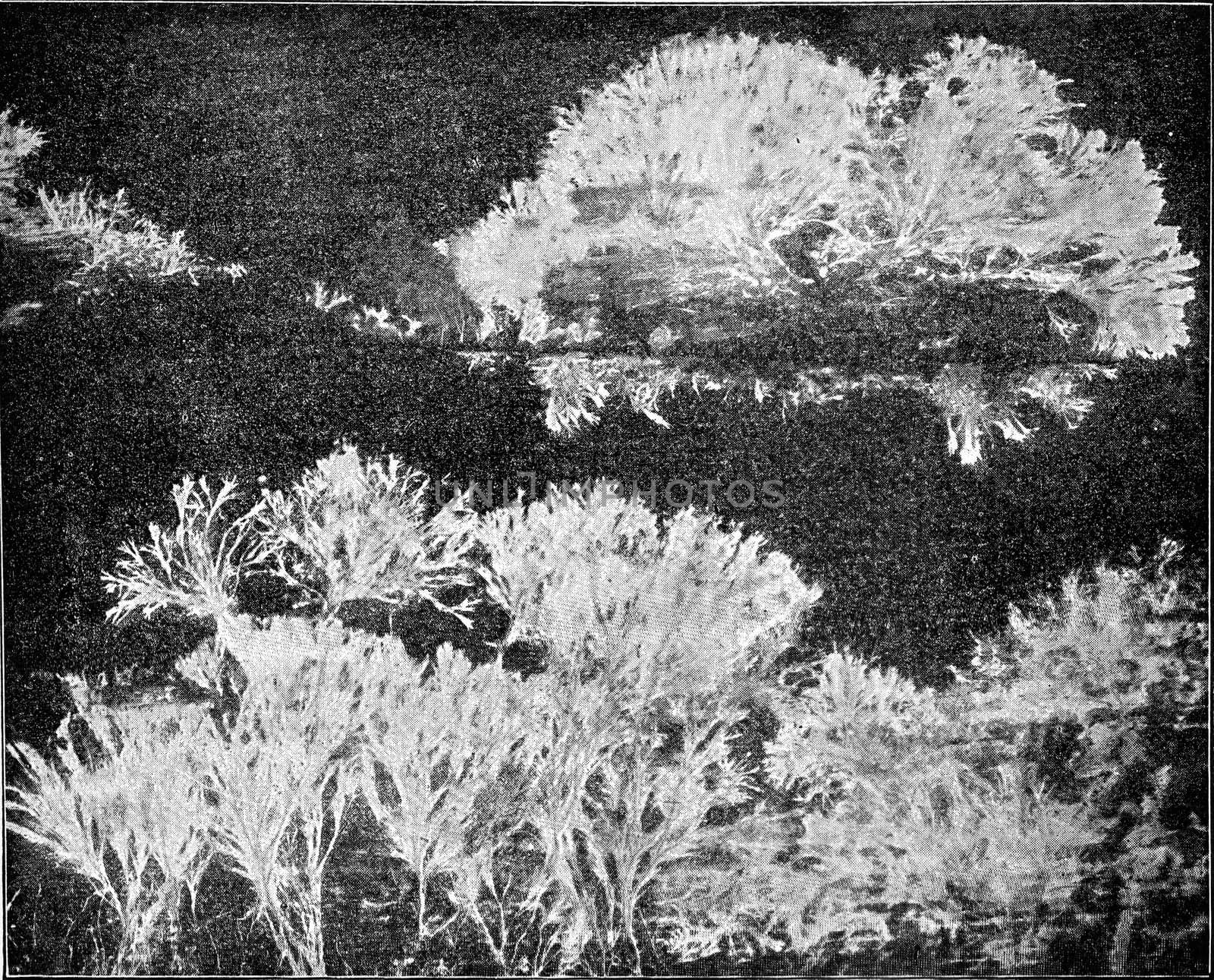 Merulius mycelium spreads like a fan, the attack has wood surface, vintage engraved illustration.
