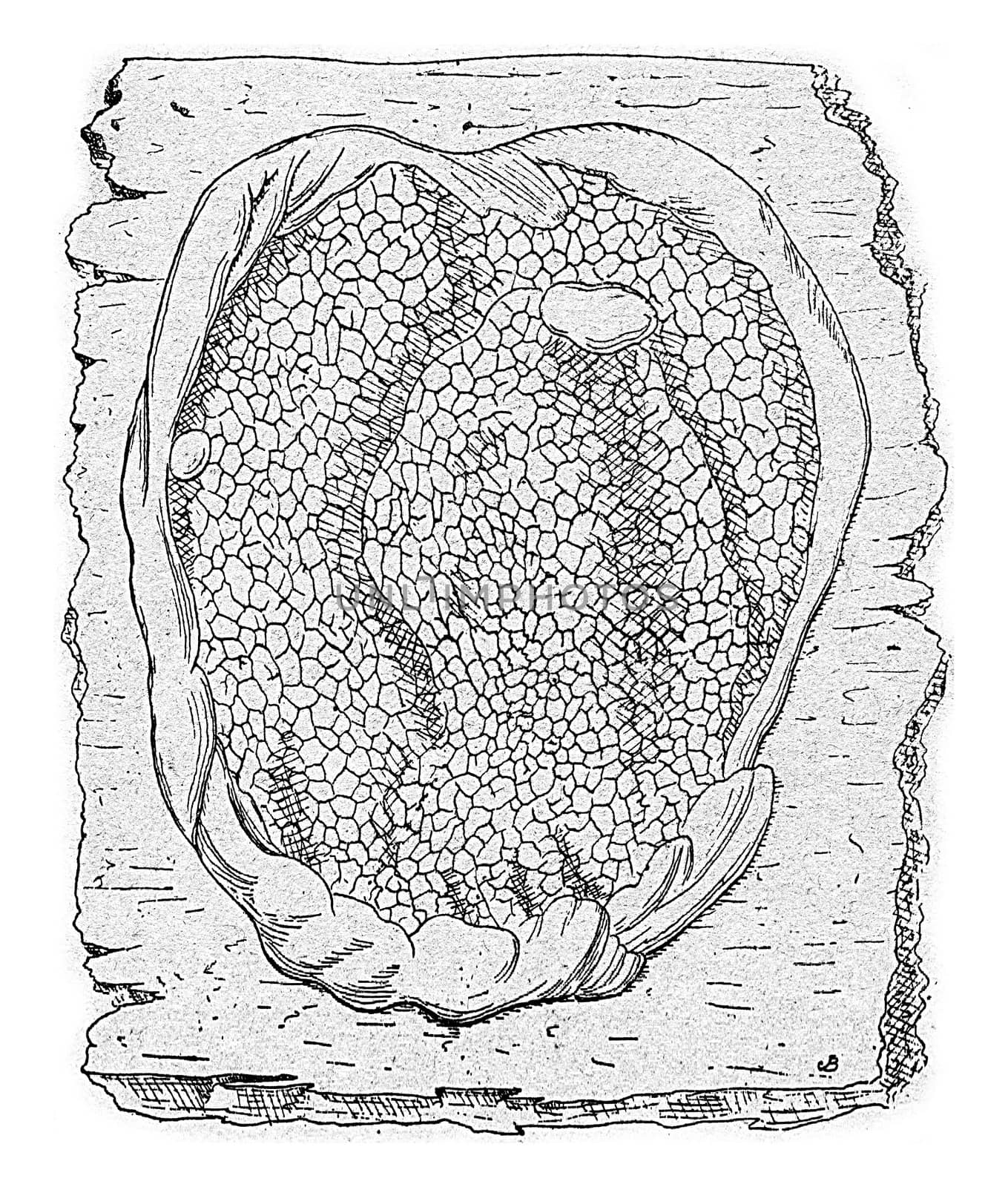 Unit of fruiting lacrymans Merulius, vintage engraved illustration.
