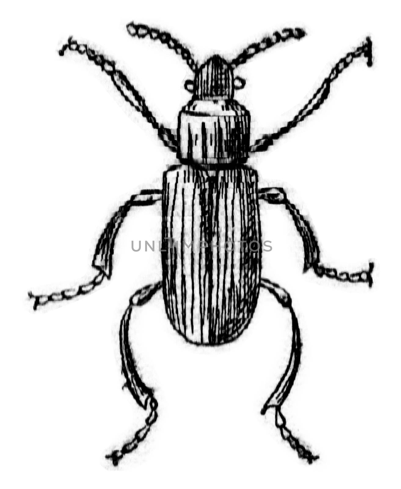 Lyctus canaliculatus, vintage engraved illustration.
