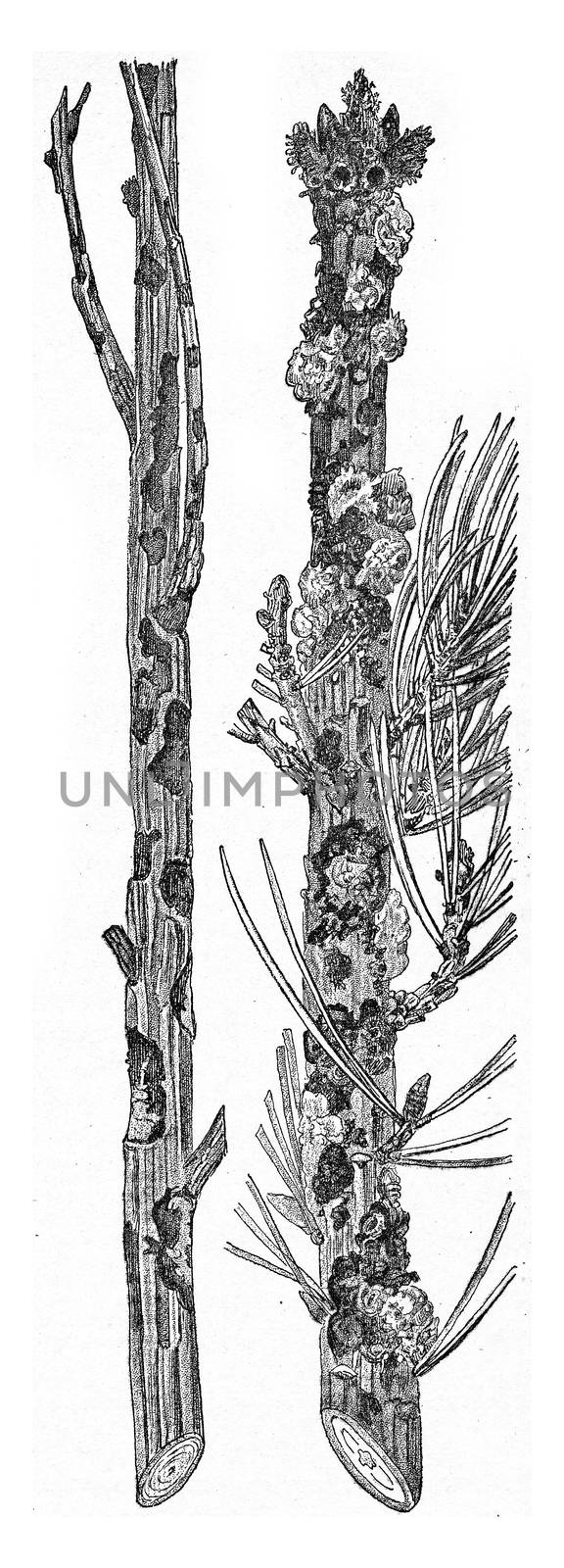 Larch and pine strongly attacks the last Abiet Hylobius present a strong flow Whitewood, vintage engraved illustration.
