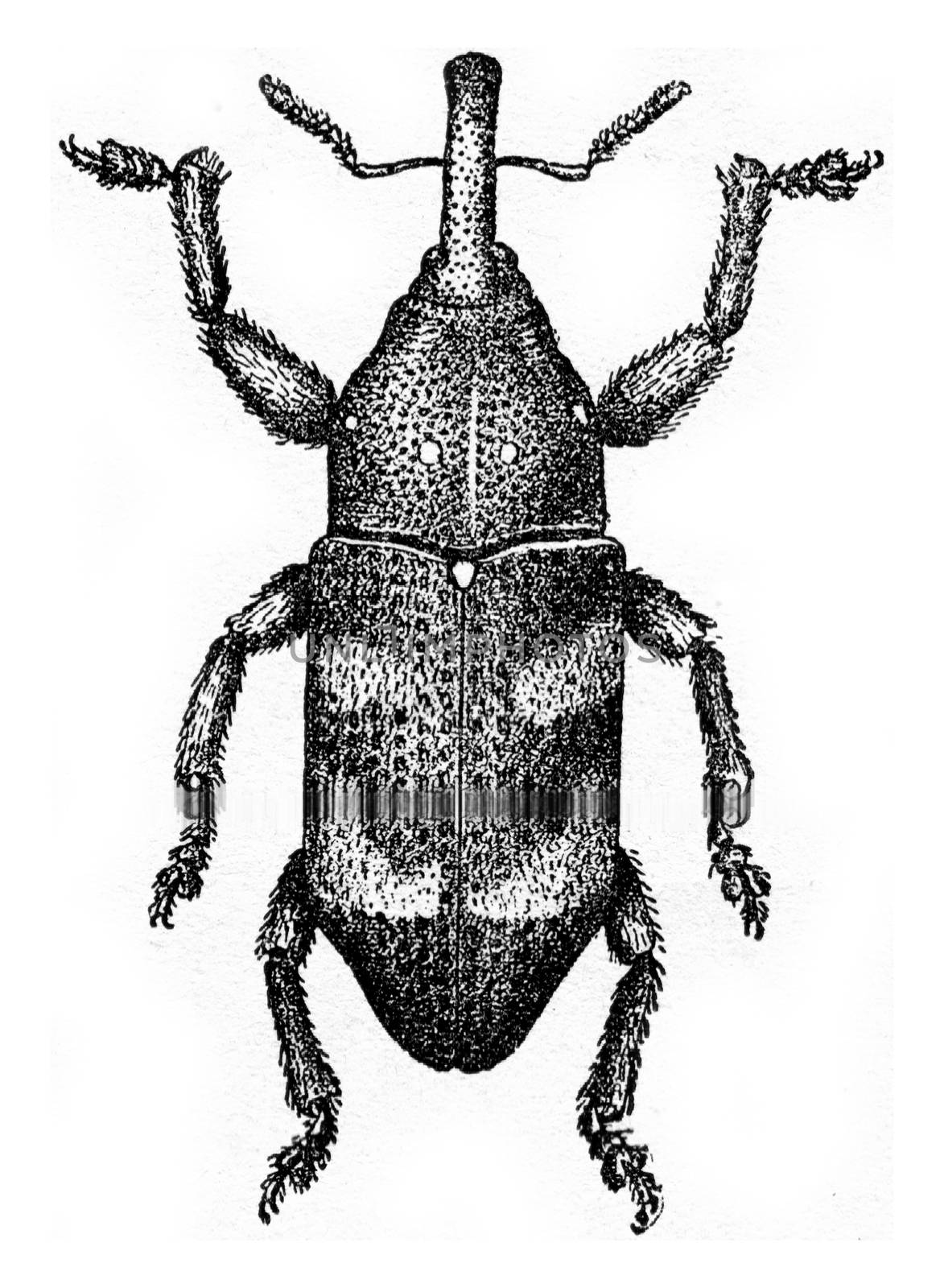 Pissodes harcyniae, vintage engraving. by Morphart