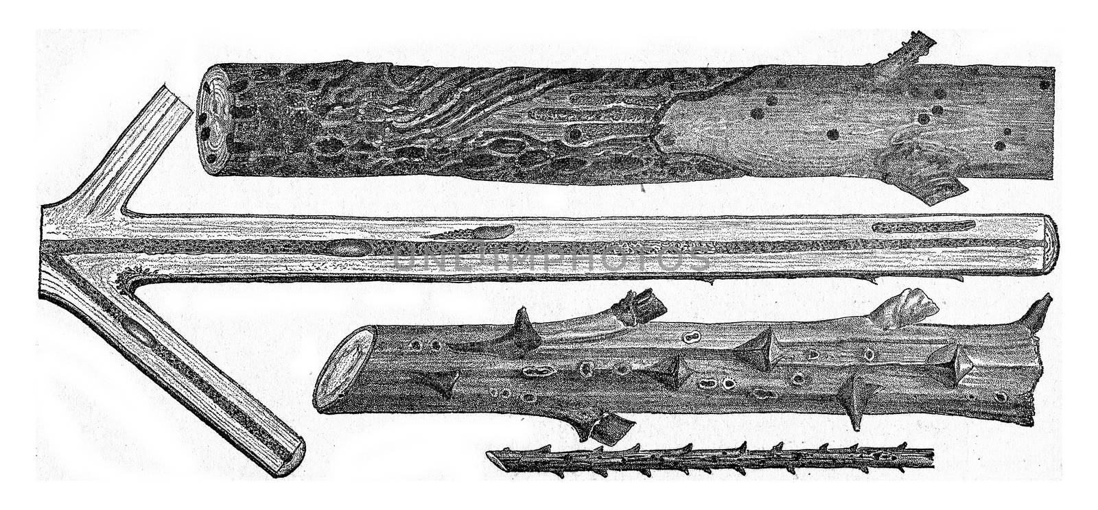 Magdalis violacea, on Spruce, vintage engraved illustration.
