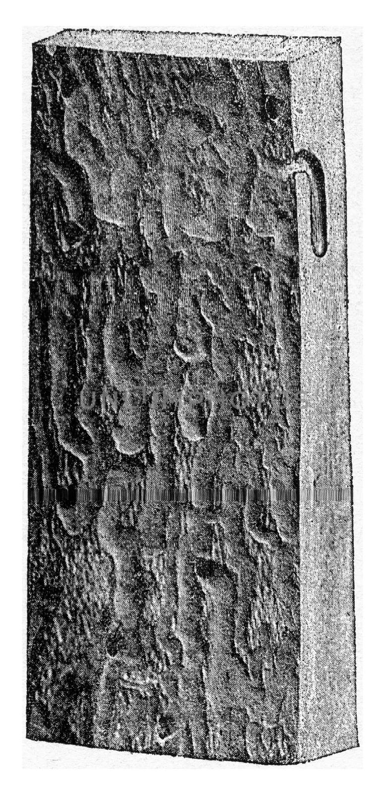 Alteration produced by Callidium variabile on oak, vintage engra by Morphart